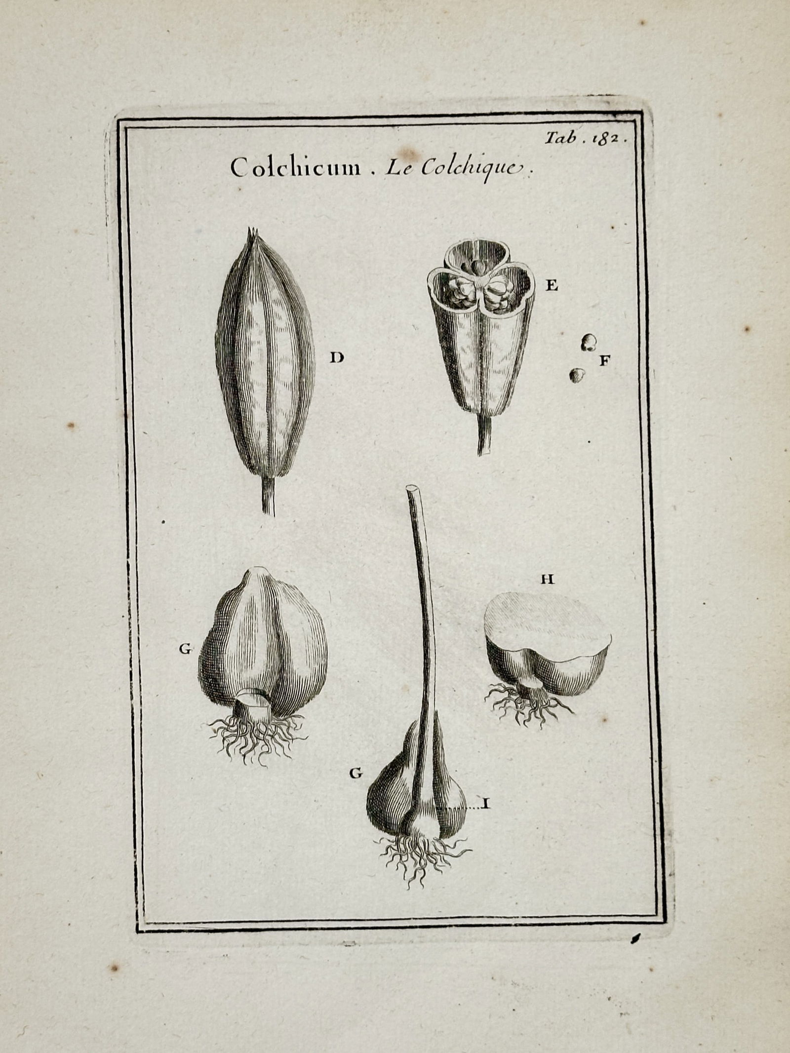 Joseph Pitton de Tournefort (1656–1708) – Meadow Saffron – engraving (1719) (1 of 2)