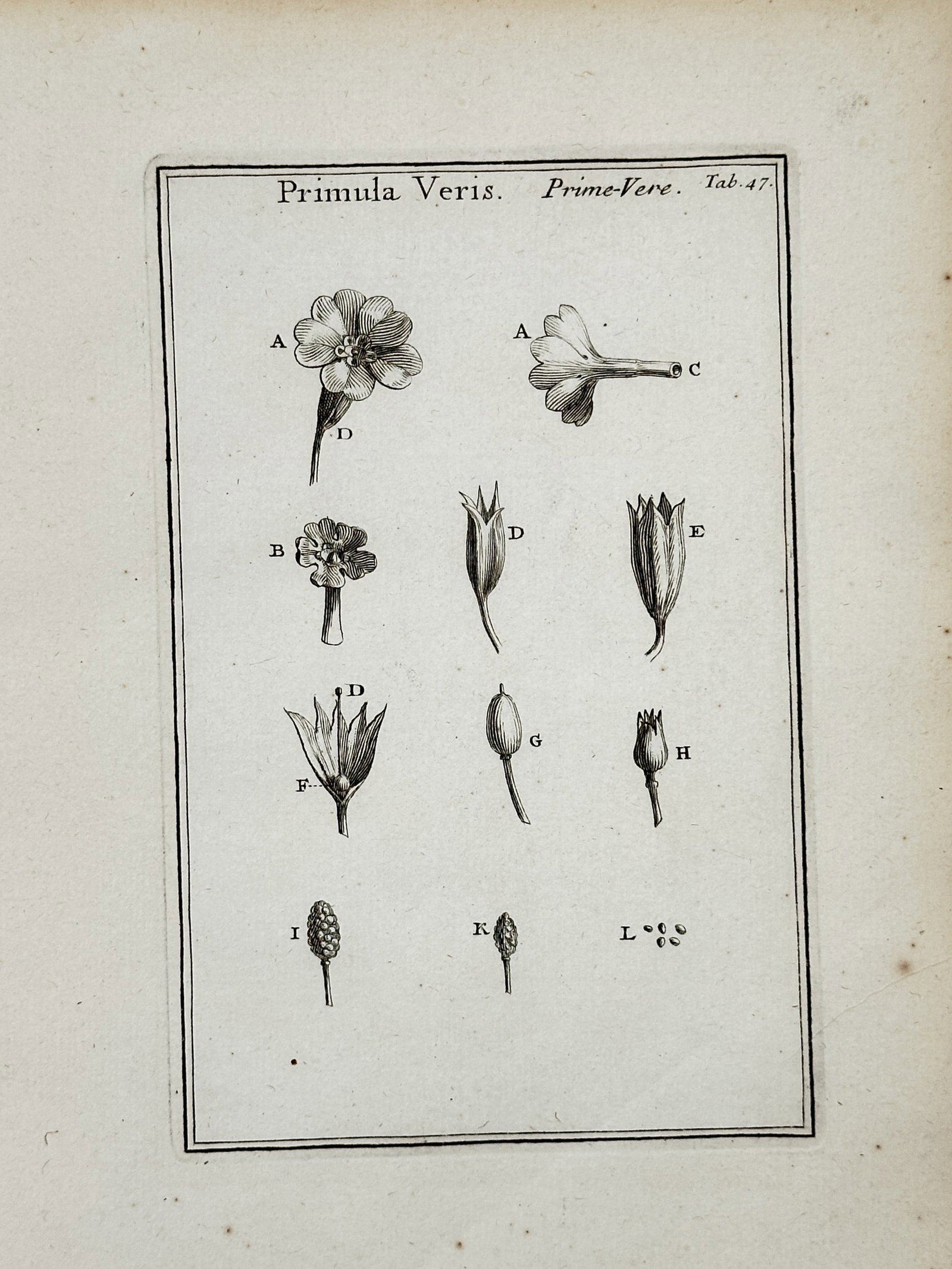 Joseph Pitton de Tournefort (1656–1708) – Cowslip and Primrose – engraving (1719): This botanical print features several detailed studies of the floral components of the Cowslip and Primrose, identified by the Latin titles Primula Veris and Prime-Vere. The plate illustrates various 
