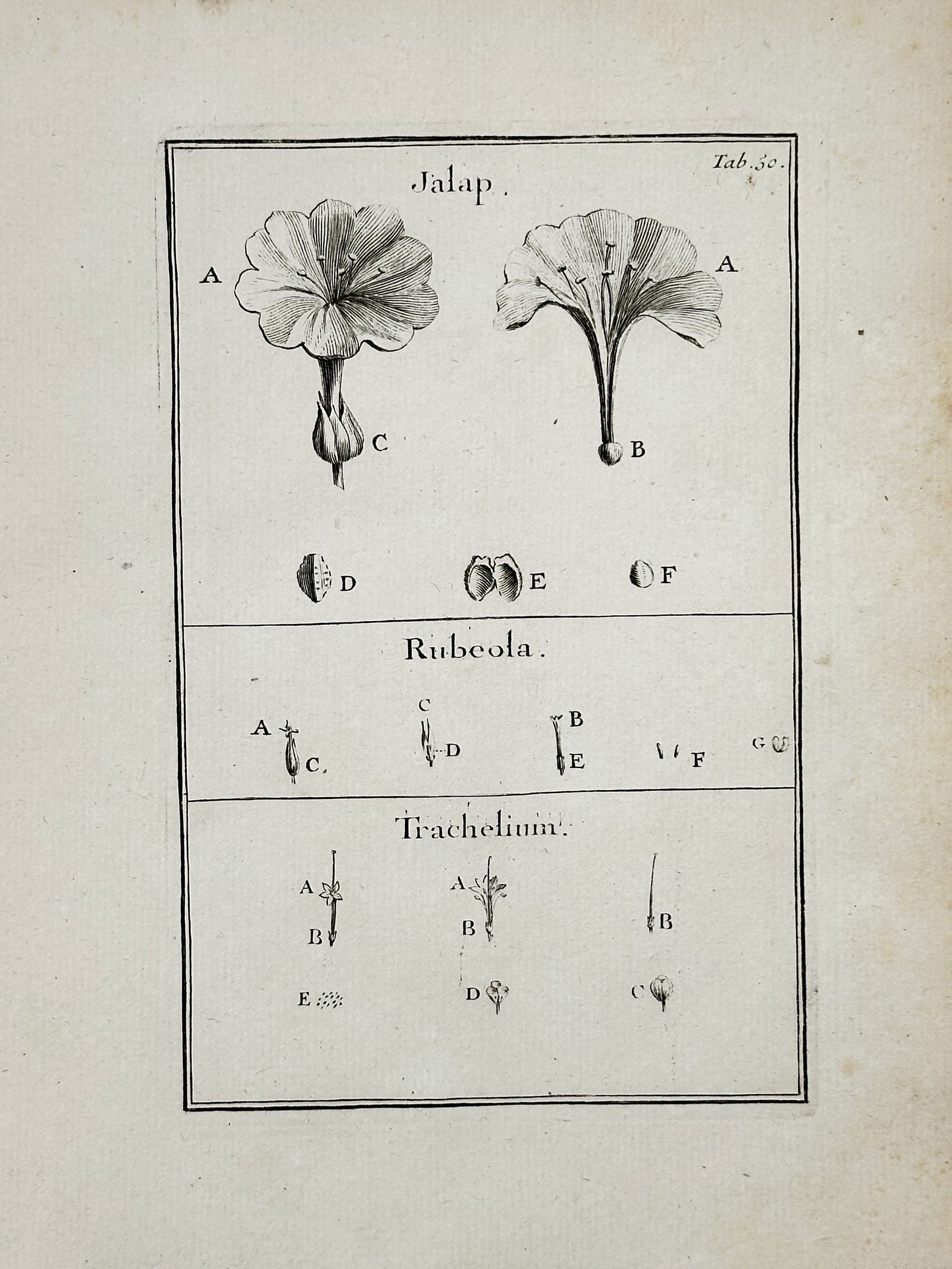 Joseph Pitton de Tournefort (1656–1708) – Jalap, Field Madder, and Throatwort – engraving (1 of 2)
