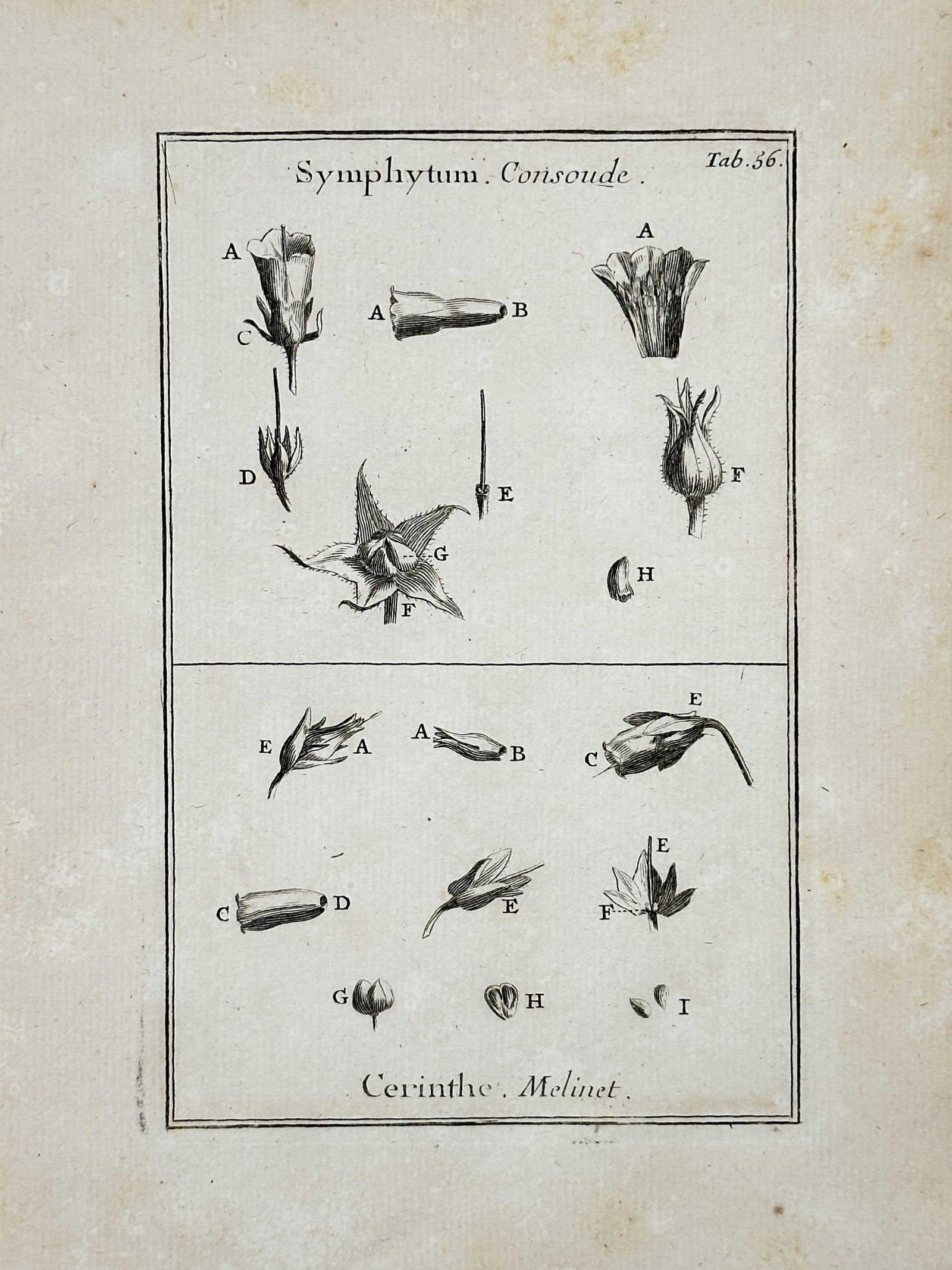 Joseph Pitton de Tournefort (1656–1708) – Comfrey and Honeywort – engraving (1719) (1 of 2)