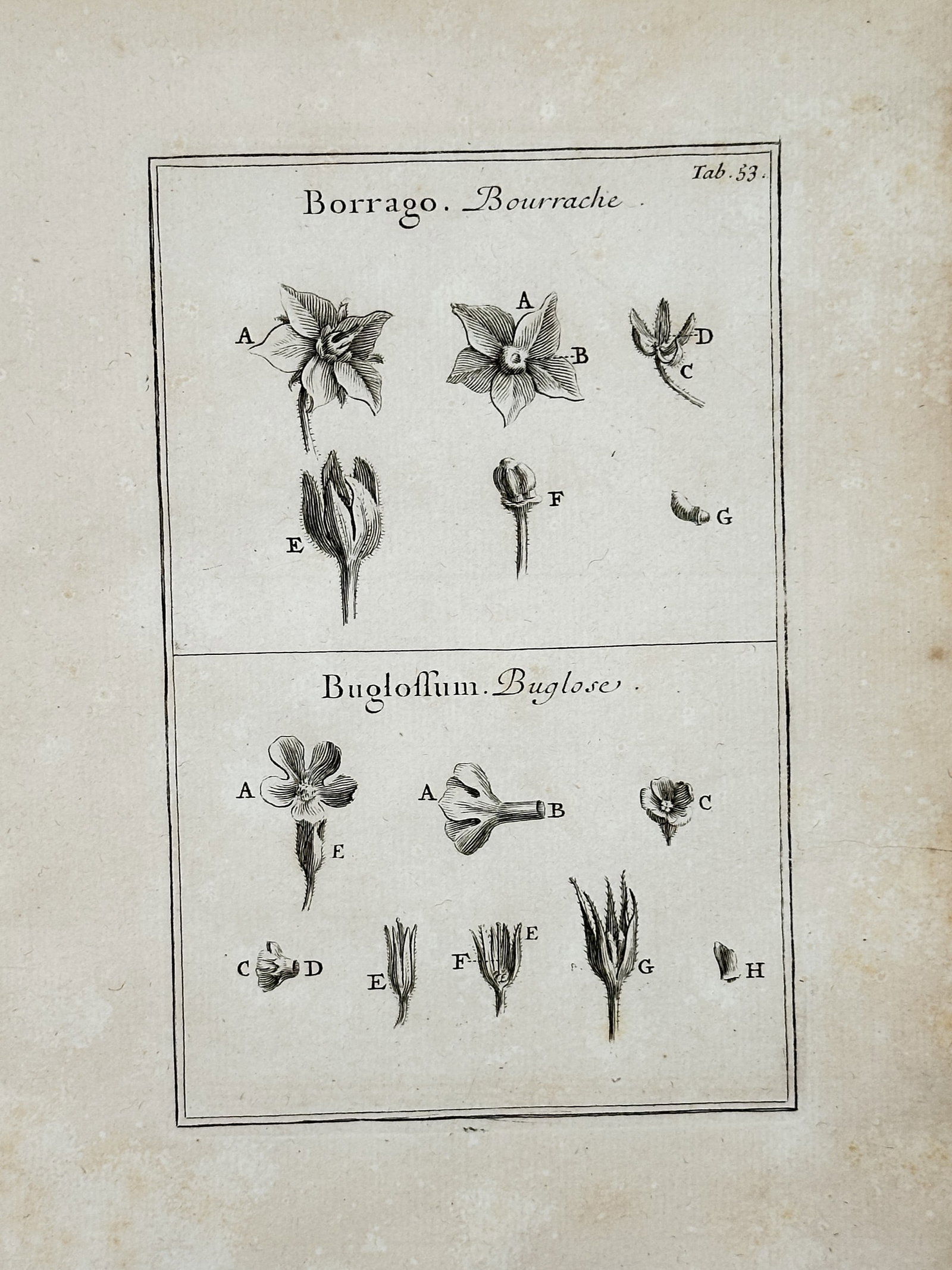 Joseph Pitton de Tournefort (1656–1708) – Borage and Bugloss – engraving (1719): This botanical print features several detailed studies of the floral and seed components of Borage and Bugloss, identified by the Latin and French titles Borrago, Bourrache, Buglossum, and Buglose. Th