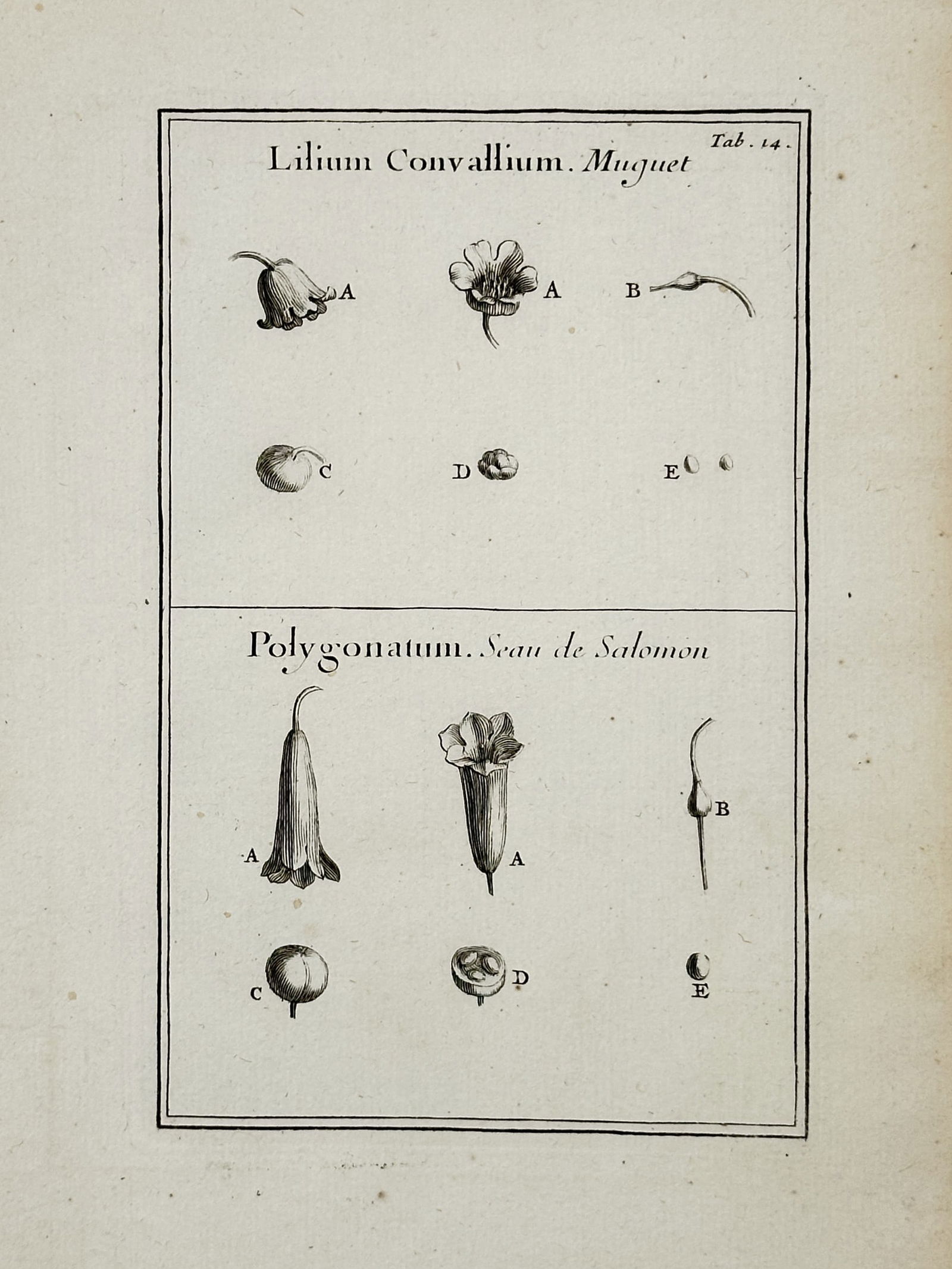 Joseph Pitton de Tournefort (1656–1708) – Lily of the Valley and Solomon's Seal – engraving (1 of 2)