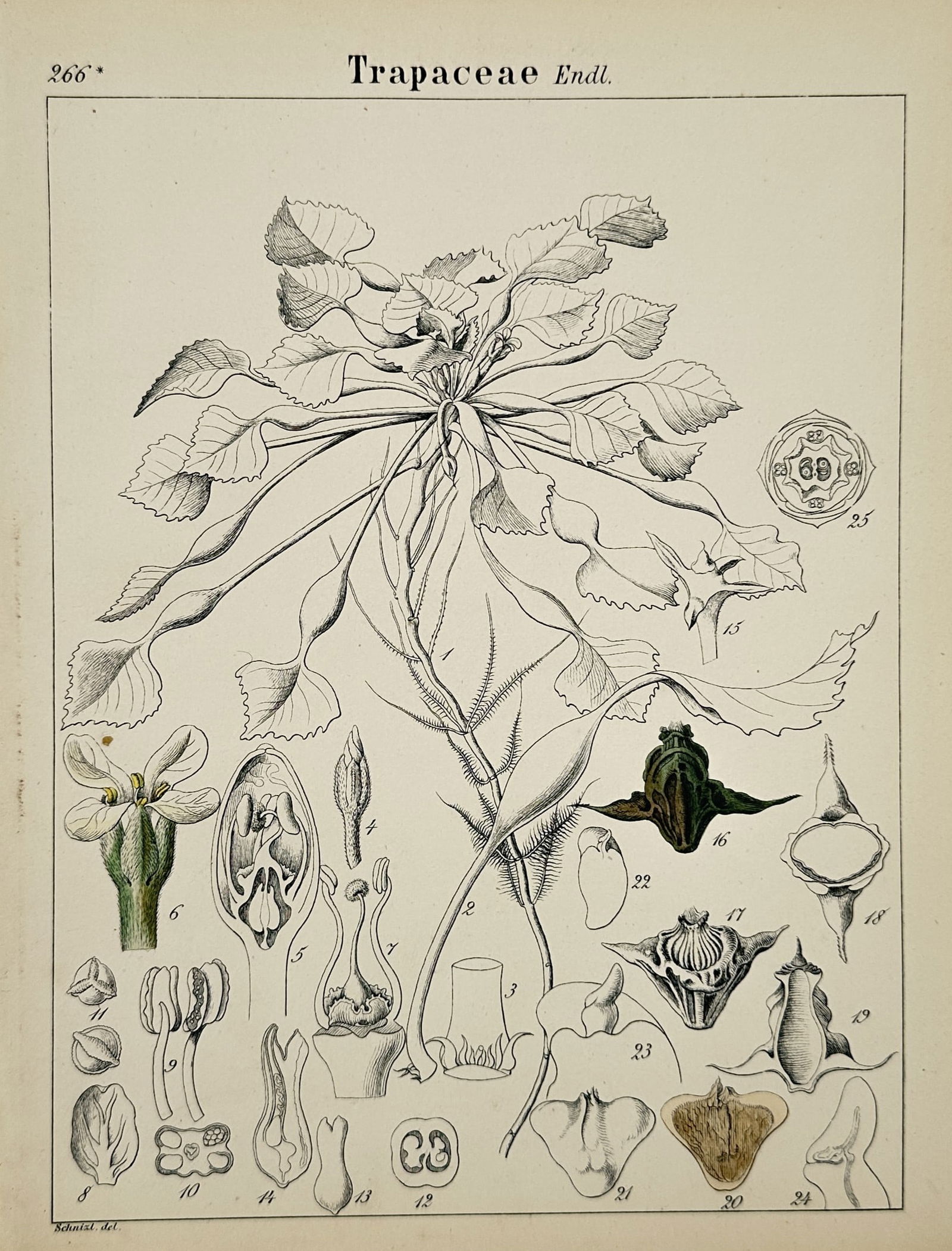 Adalbert Schnizlein (1814–1868) – Water Chestnuts – engraving (1843) (1 of 2)