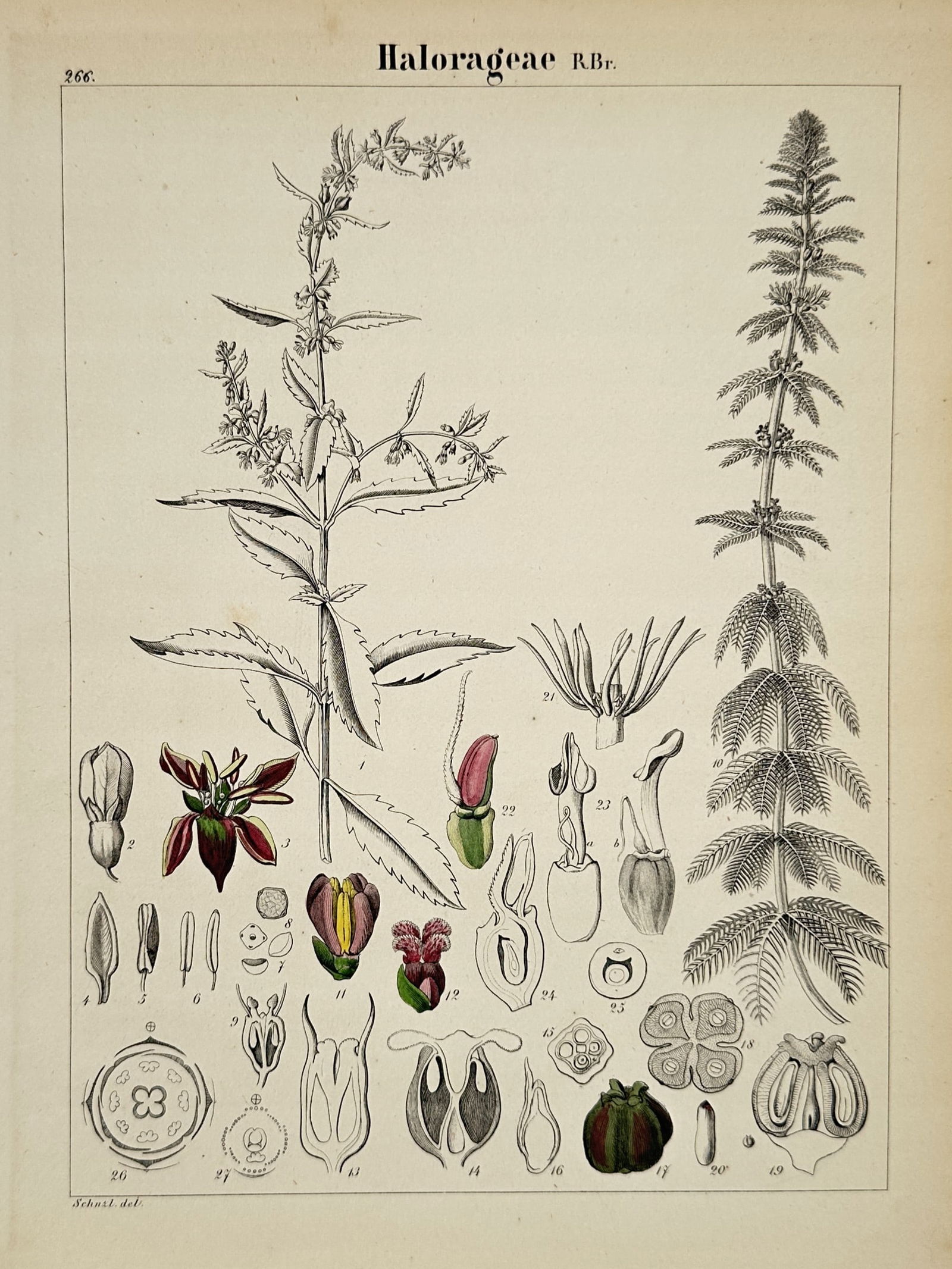 Adalbert Schnizlein (1814–1868) – Water Milfoils – engraving (1843) (1 of 2)
