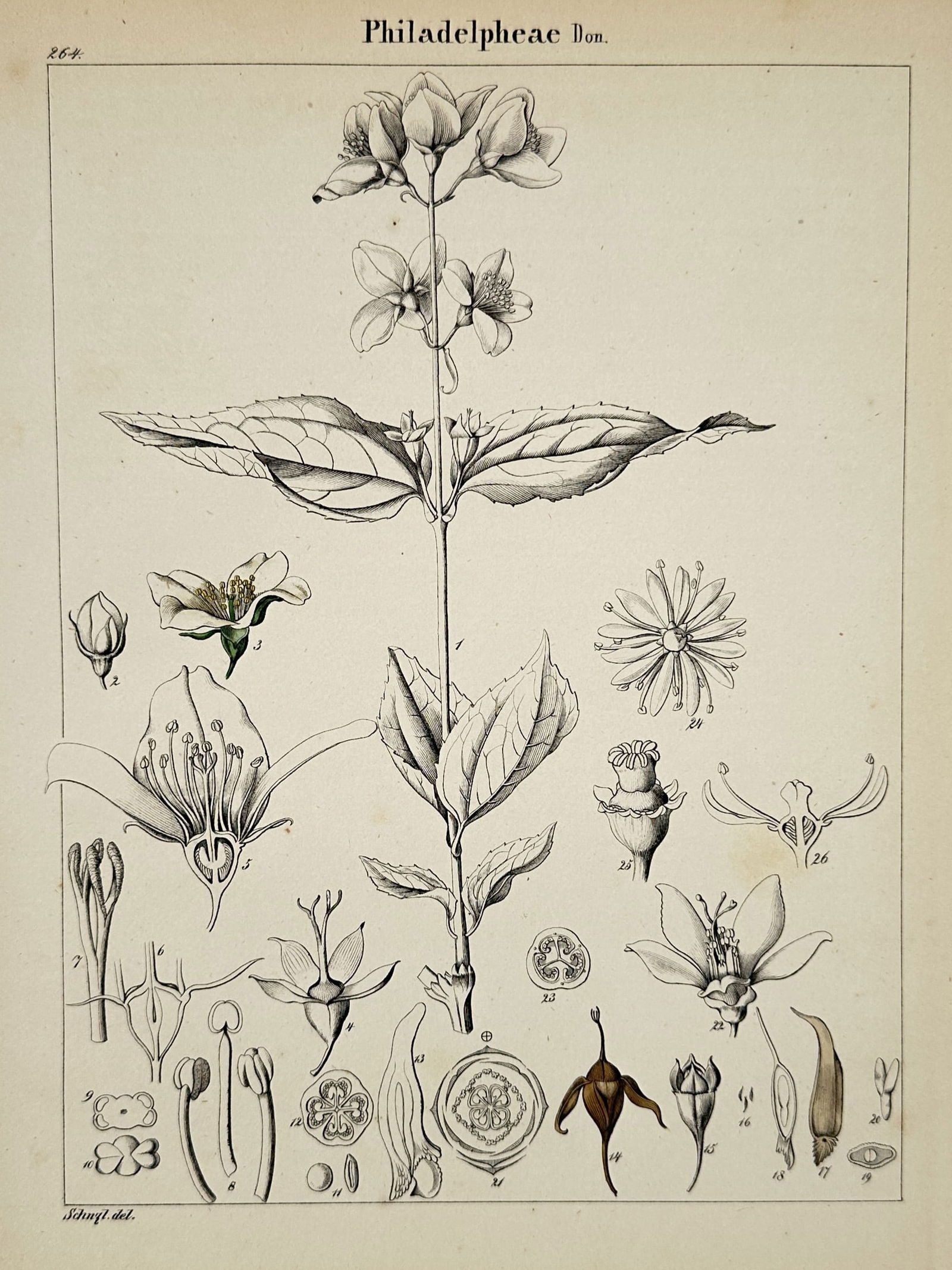 Adalbert Schnizlein (1814–1868) – Mock Oranges – engraving (1843) (1 of 2)