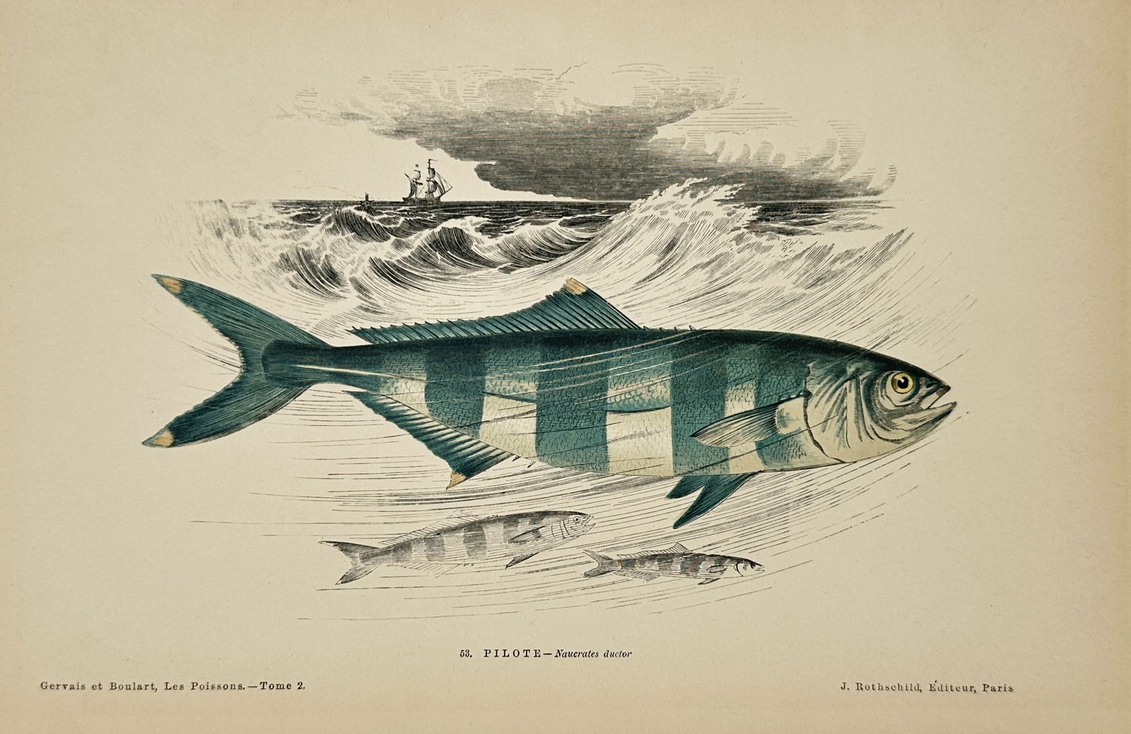 Jules Rothschild (19th Century) – Pilot Fish – woodcut (1877) (1 of 2)