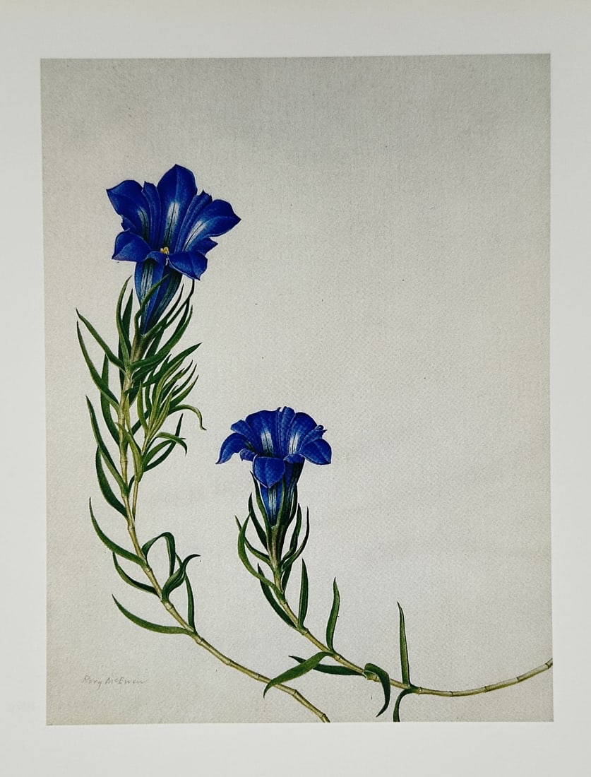 Rory McEwen (1932–1982), after – Gentians – Offset print (20th Century) (1 of 2)