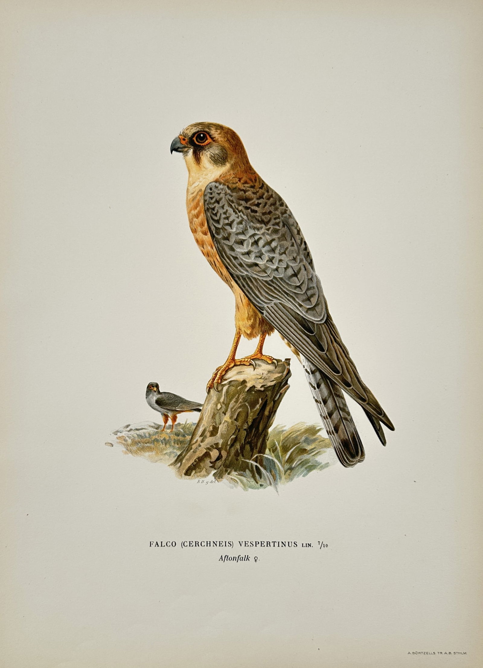 Wilhelm von Wright (1810–1887) – Red-footed Falcon – Hand-colored engraving (1920s) (1 of 2)