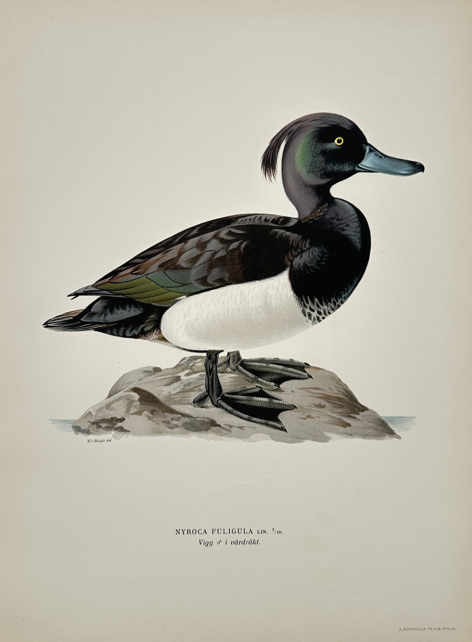 Wilhelm von Wright (1810–1887) – Tufted Duck – Hand-colored engraving (1920s) (1 of 2)