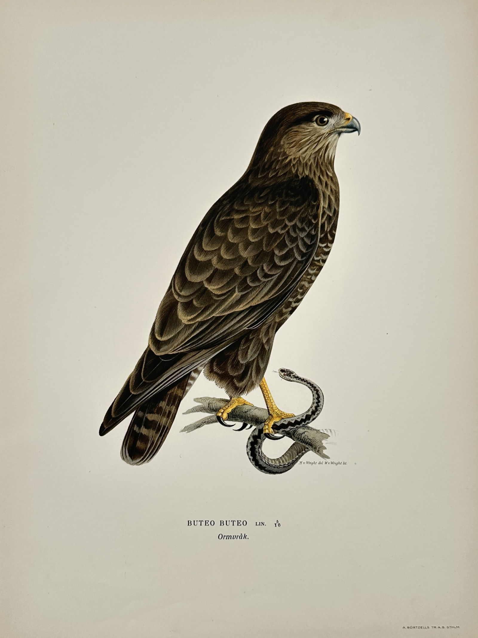 Wilhelm von Wright (1810–1887) – Common Buzzard – Hand-colored engraving (1920s) (1 of 2)