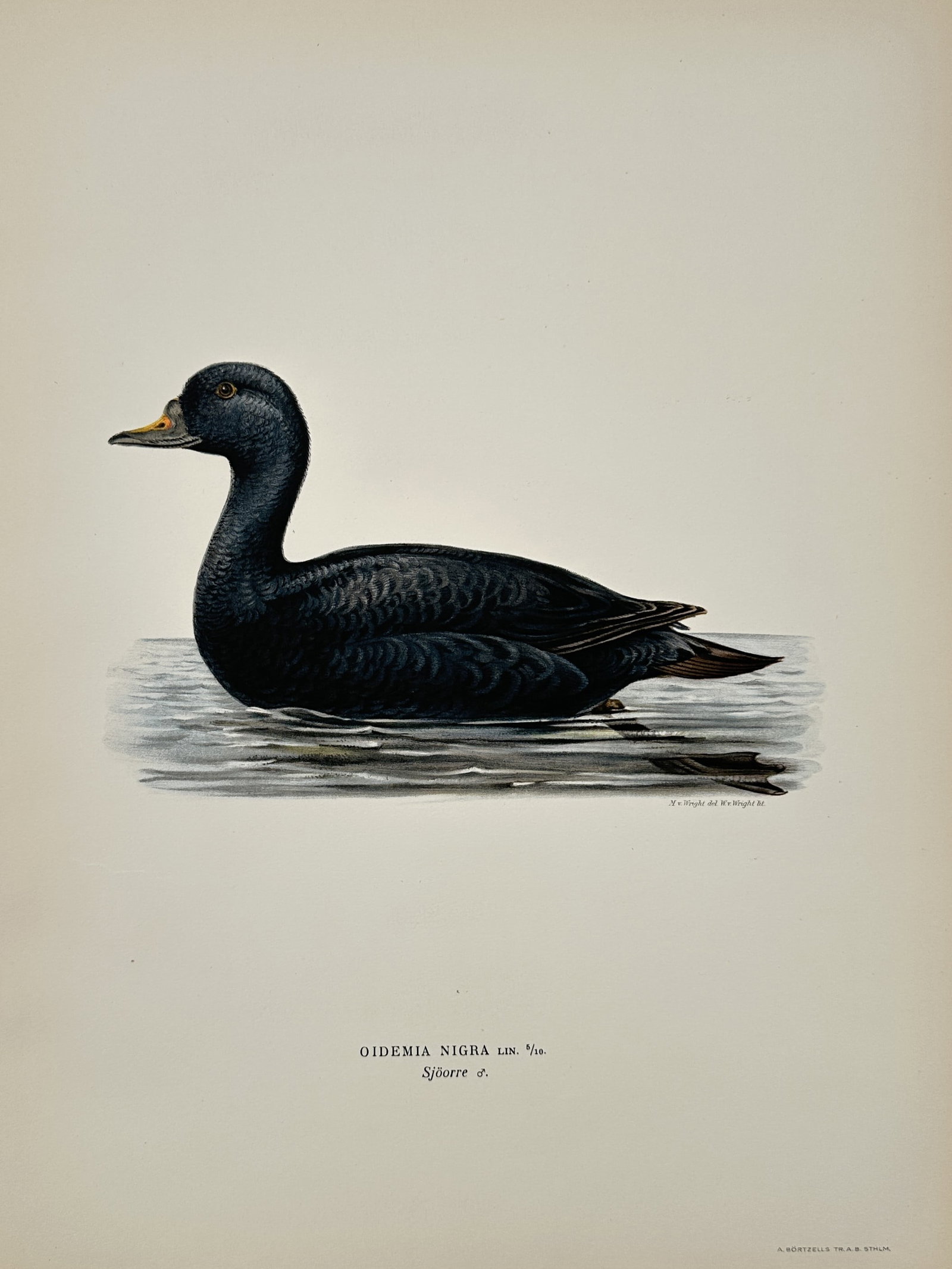 Wilhelm von Wright (1810–1887) – Black Scoter – Hand-colored engraving (1920s): This print features a detailed ornithological study of a male Black Scoter (Melanitta nigra), identified by the scientific name Oidemia nigra and the Swedish name Sjöorre. The bird is depicted in a c
