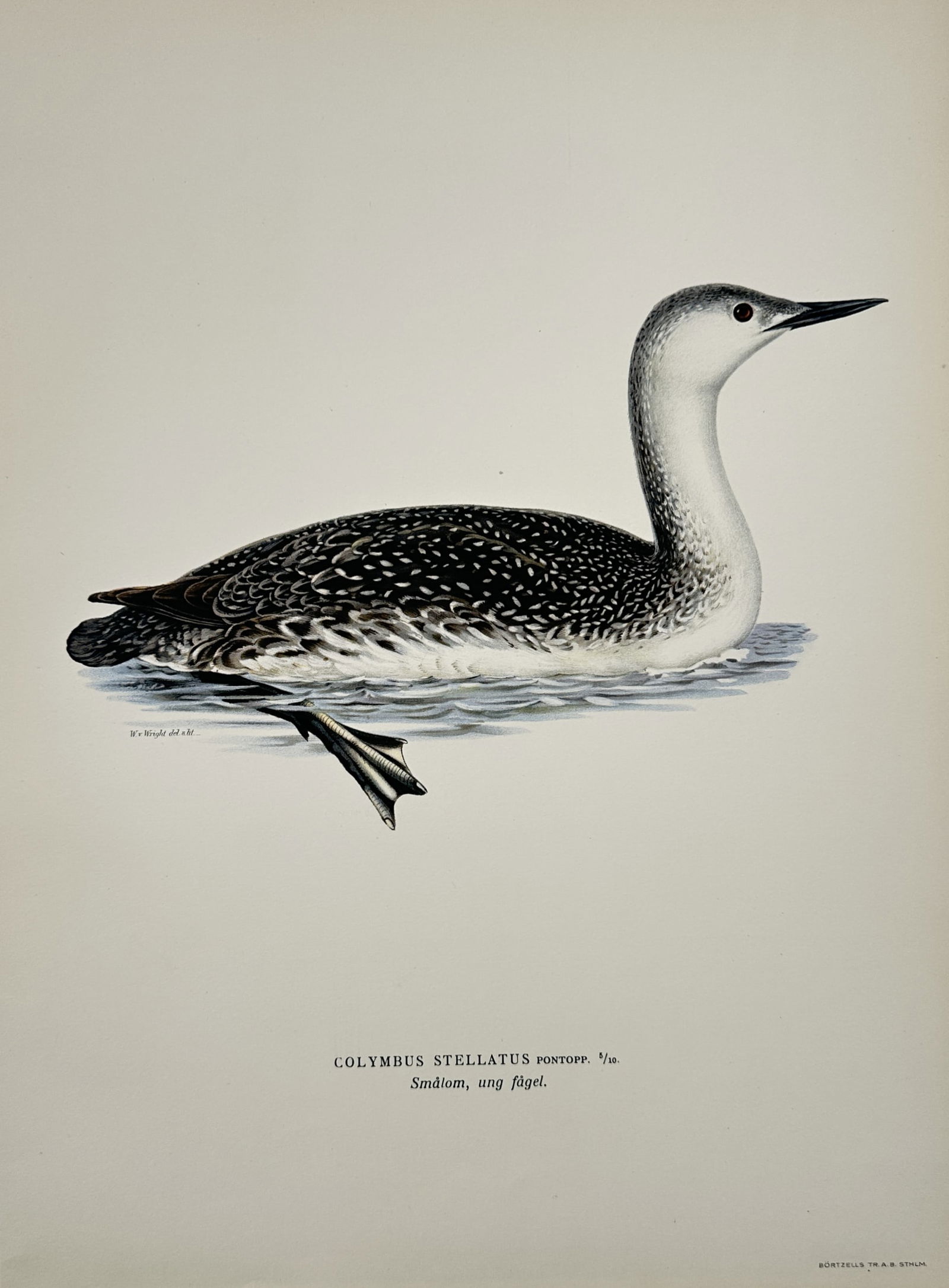Wilhelm von Wright (1810–1887) – Red-throated Diver – Hand-colored engraving (1920s) (1 of 2)