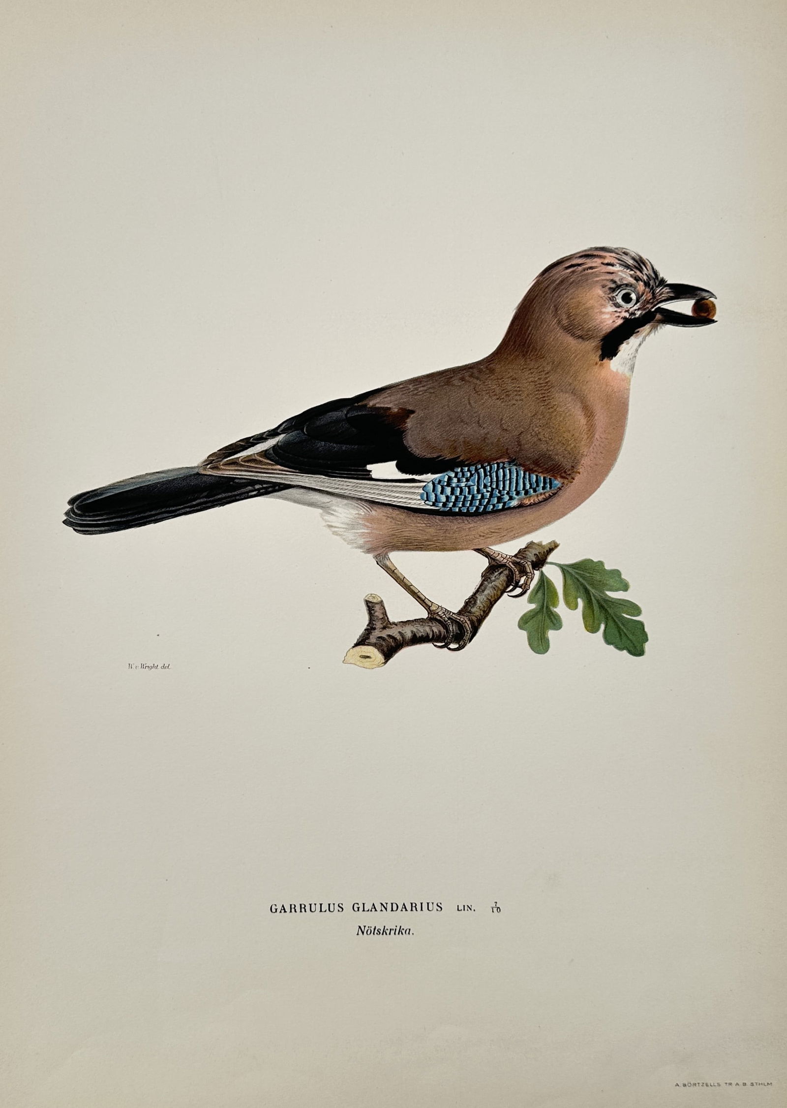 Wilhelm von Wright (1810–1887) – Eurasian Jay – Hand-colored engraving (1920s) (1 of 2)