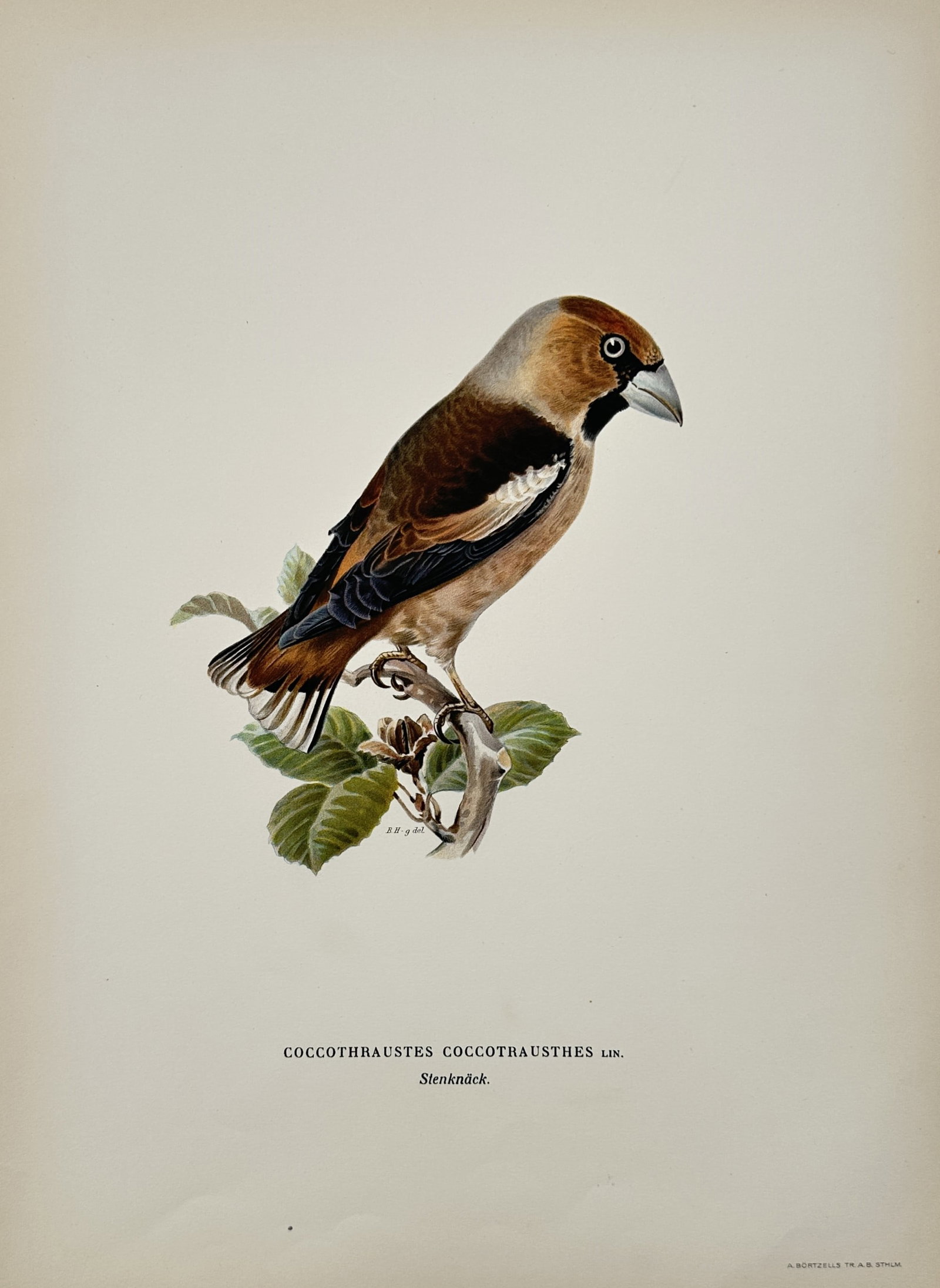 Wilhelm von Wright (1810–1887) – Hawfinch – Hand-colored engraving (1920s): This print features a detailed ornithological study of a Hawfinch (Coccothraustes coccothraustes), identified by the scientific name and the Swedish name Stenknäck. The bird is depicted perched on a 