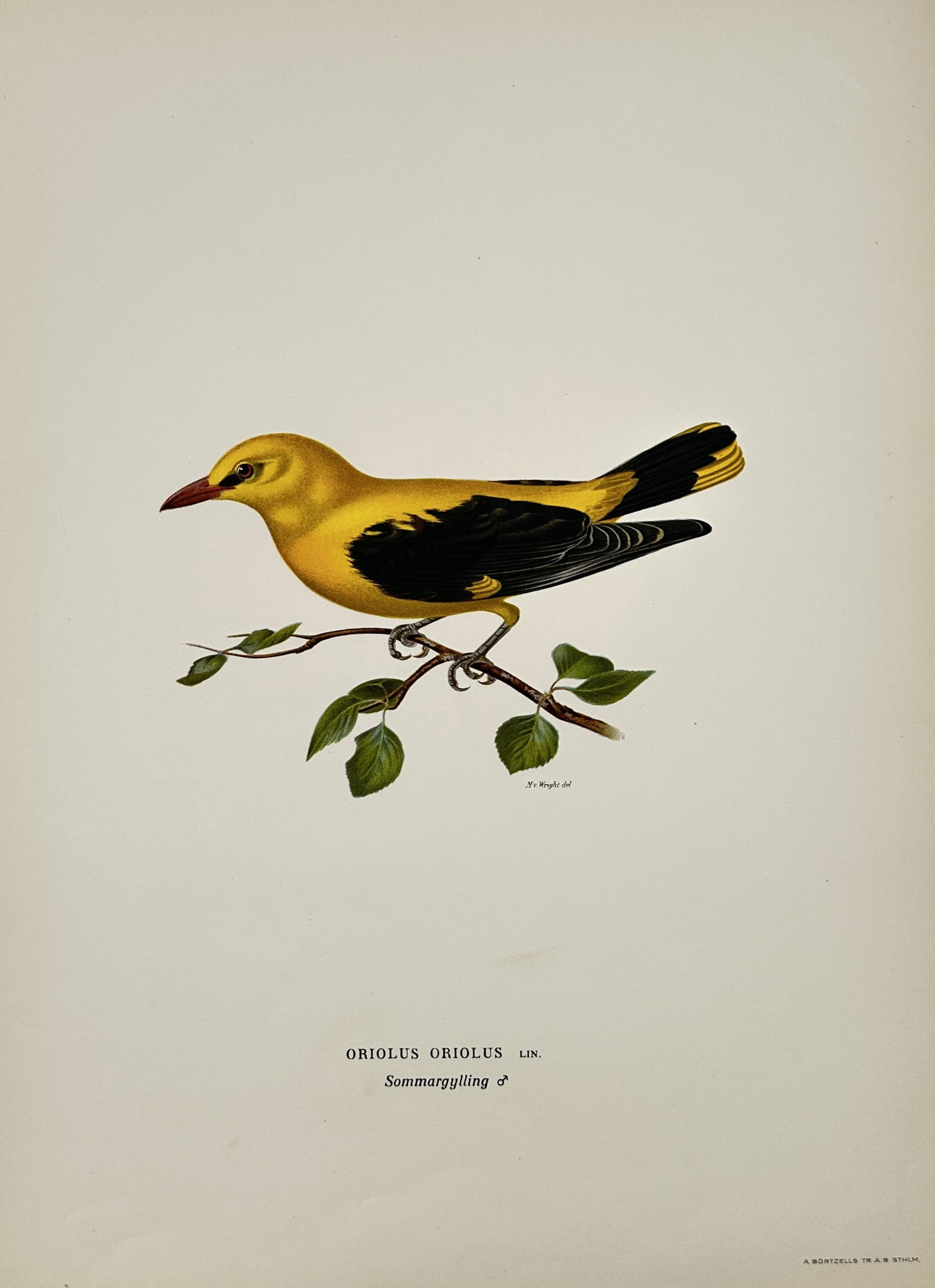 Wilhelm von Wright (1810–1887) – Eurasian Golden Oriole – Hand-colored engraving (1920s) (1 of 2)