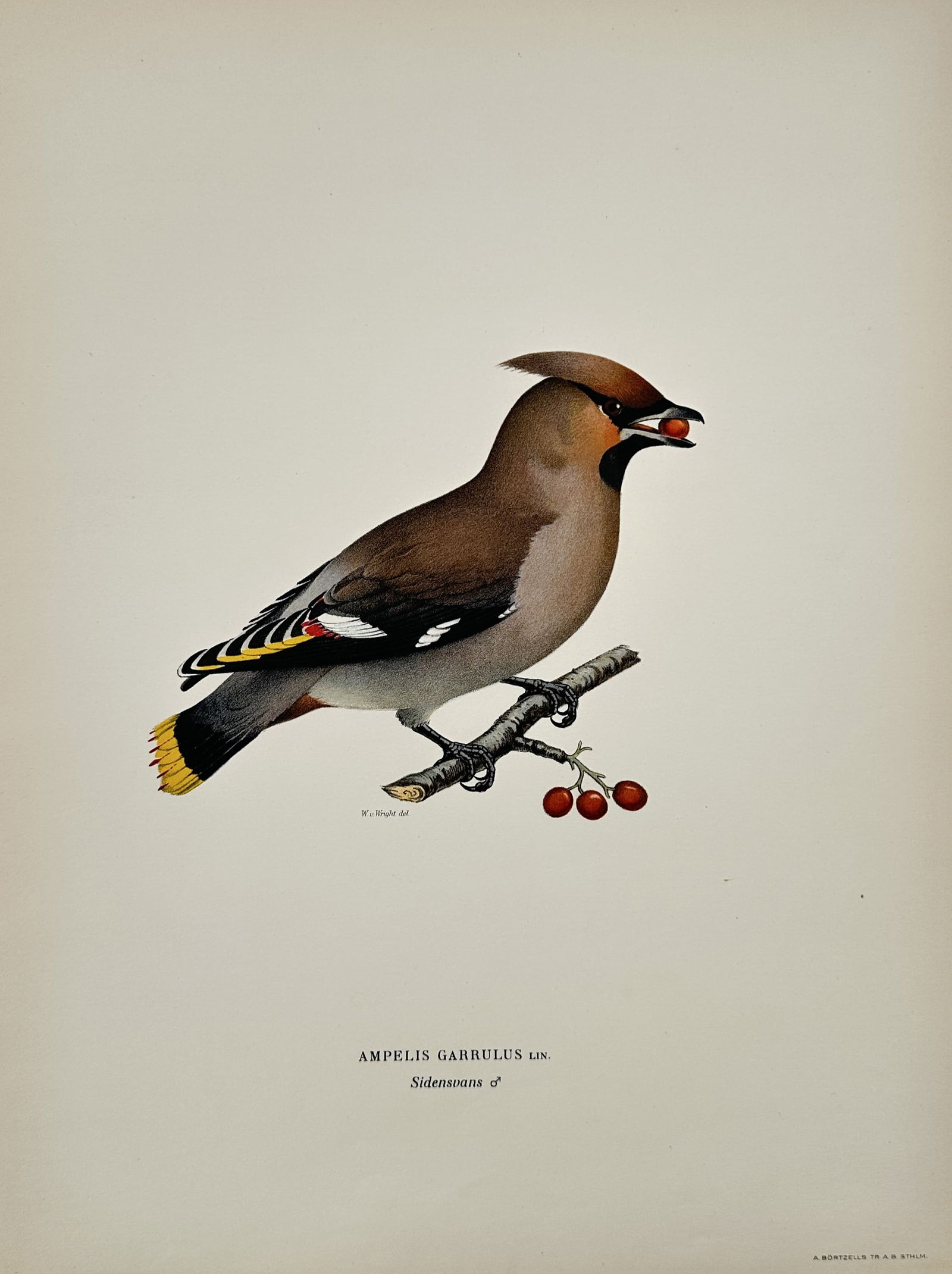 Wilhelm von Wright (1810–1887) – Bohemian Waxwing – Hand-colored engraving (1920s) (1 of 2)