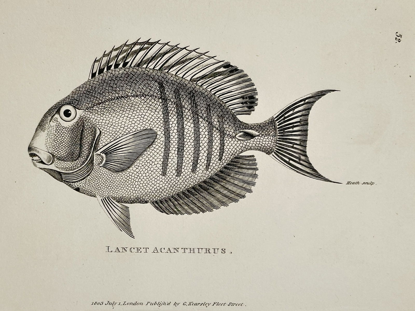 George Shaw (1751–1813) – Lancet Acanthurus – Engraving (1803): This illustration depicts a Lancet Acanthurus, commonly known as a surgeonfish, and was published as part of the multi-volume work General Zoology, or Systematic Natural History. George Shaw was a pro