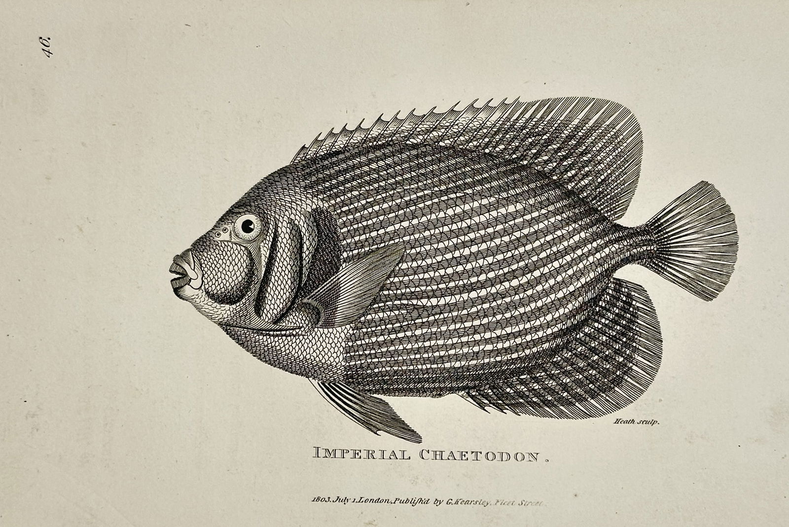 George Shaw (1751–1813) – Imperial Chaetodon – Engraving (1803): This illustration depicts an Imperial Chaetodon, commonly known as an emperor angelfish, and was published as part of the multi-volume natural history work General Zoology, or Systematic Natural Histo