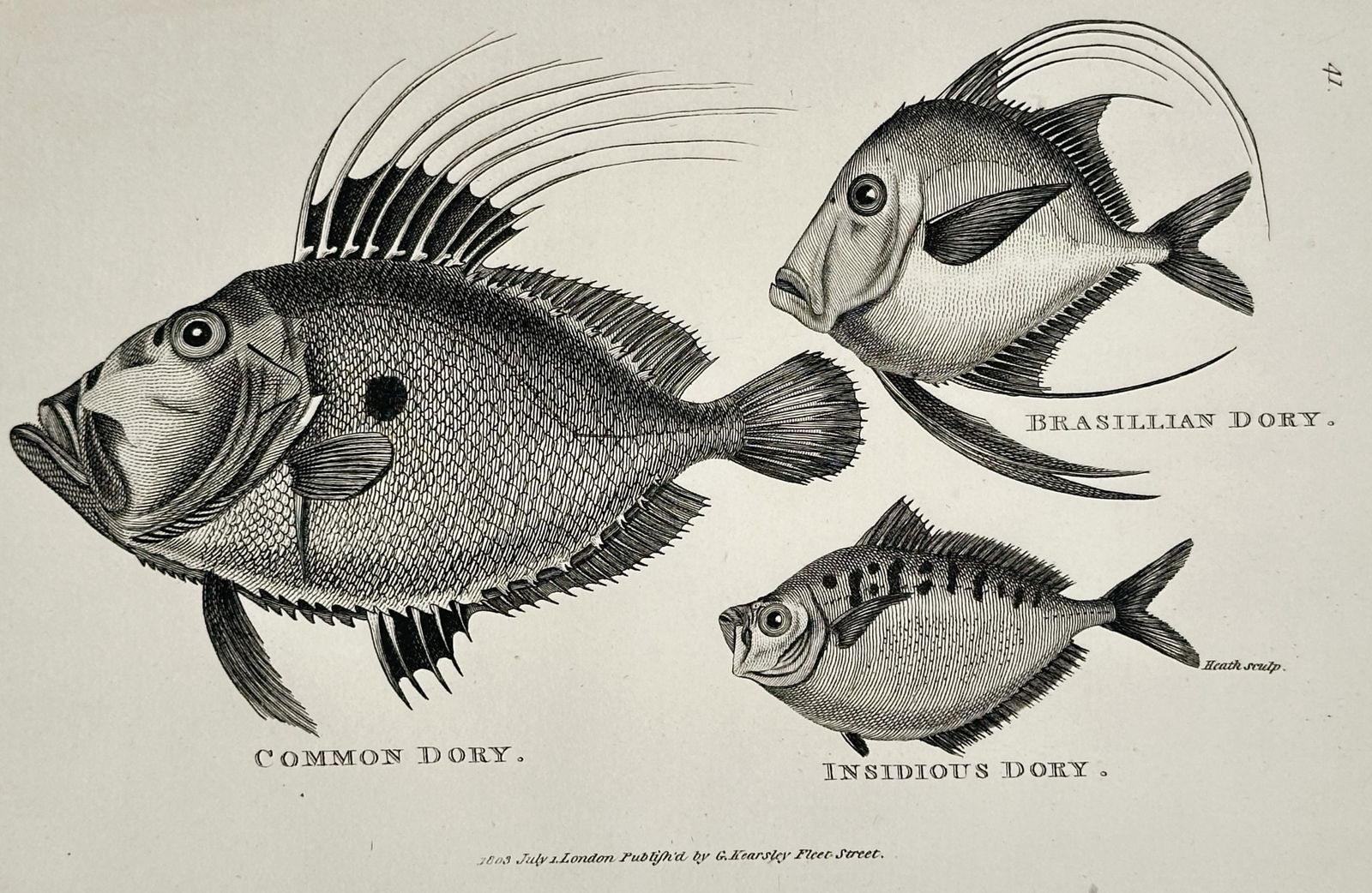 George Shaw (1751–1813) – Common Dory, Insidious Dory, and Brasilian Dory – Engraving: This illustration depicts three species of dory—the Common Dory, Insidious Dory, and Brasilian Dory—and was published as part of the natural history series General Zoology, or Systematic Natural H