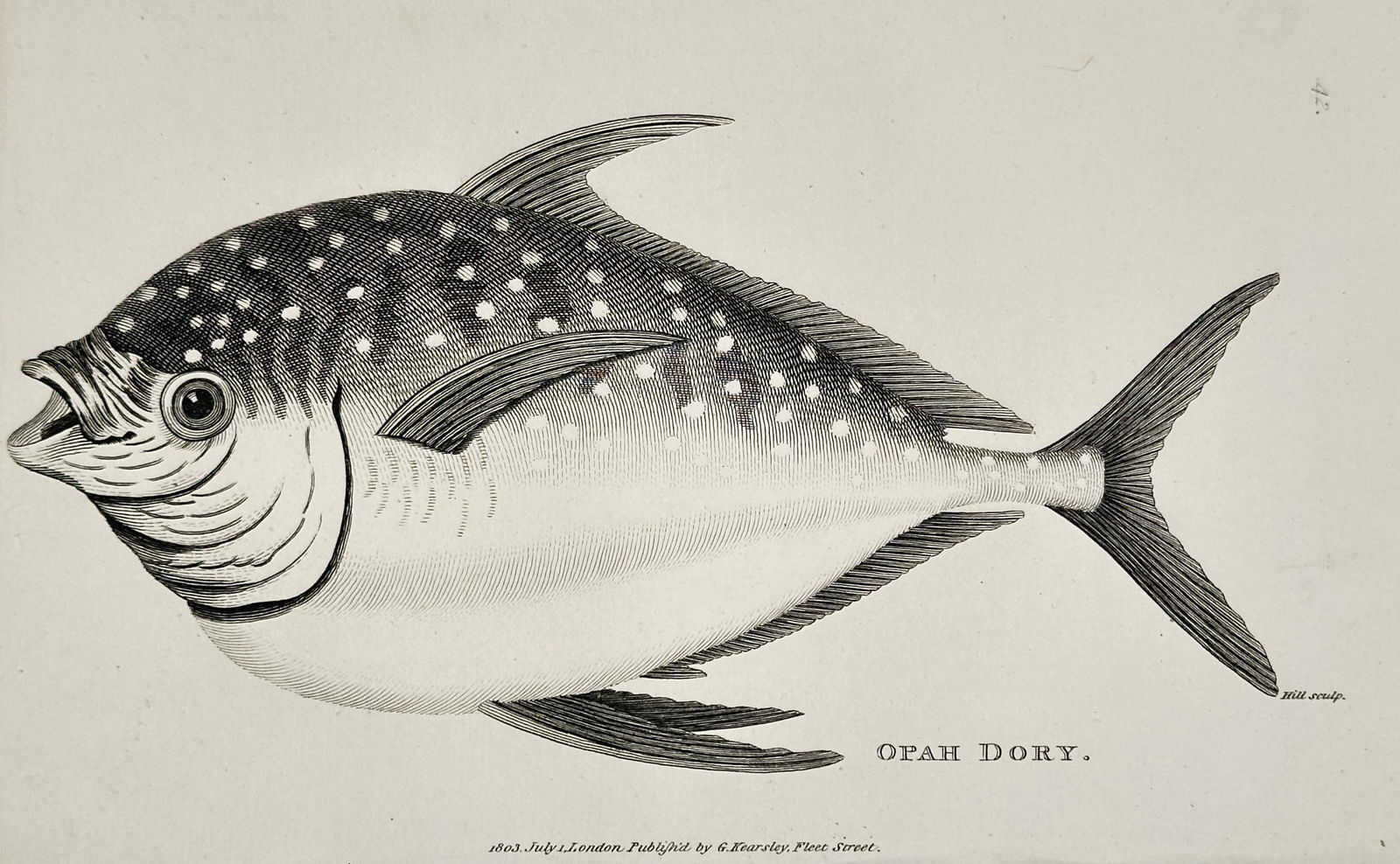 George Shaw (1751–1813) – Opah Dory – Engraving (1803): This illustration depicts an Opah Dory, a large and colorful deep-sea fish, and was published as part of the natural history series General Zoology, or Systematic Natural History. George Shaw was a pr