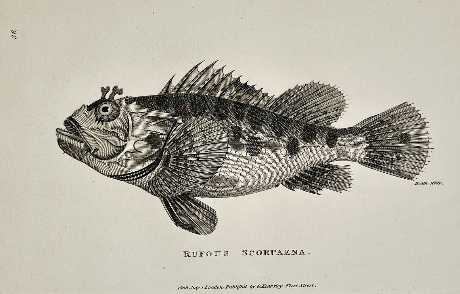 George Shaw (1751–1813) – Rufous Scorpaena – Engraving (1803): This illustration depicts a Rufous Scorpaena, a species of venomous marine fish, and was published as part of the natural history series General Zoology, or Systematic Natural History. George Shaw was