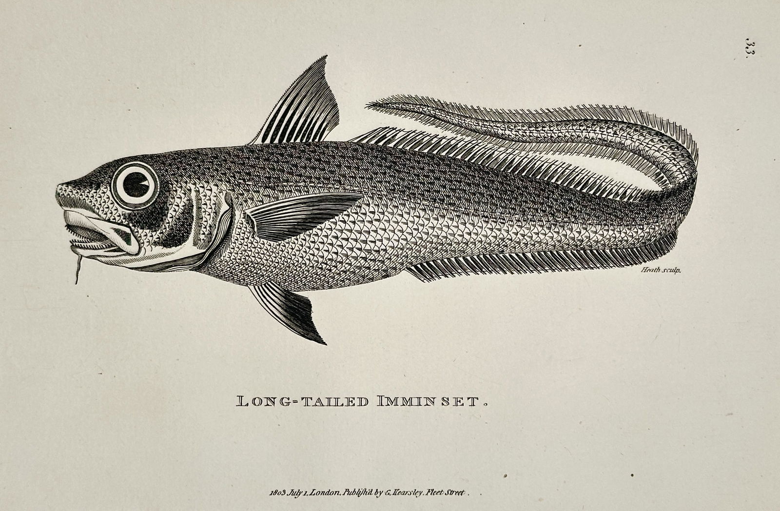 George Shaw (1751–1813) – Long-Tailed Imminset – Engraving (1803): This illustration depicts a Long-Tailed Imminset, a marine fish species characterized by its elongated body and distinct fin structure, and was published in the natural history series General Zoology,