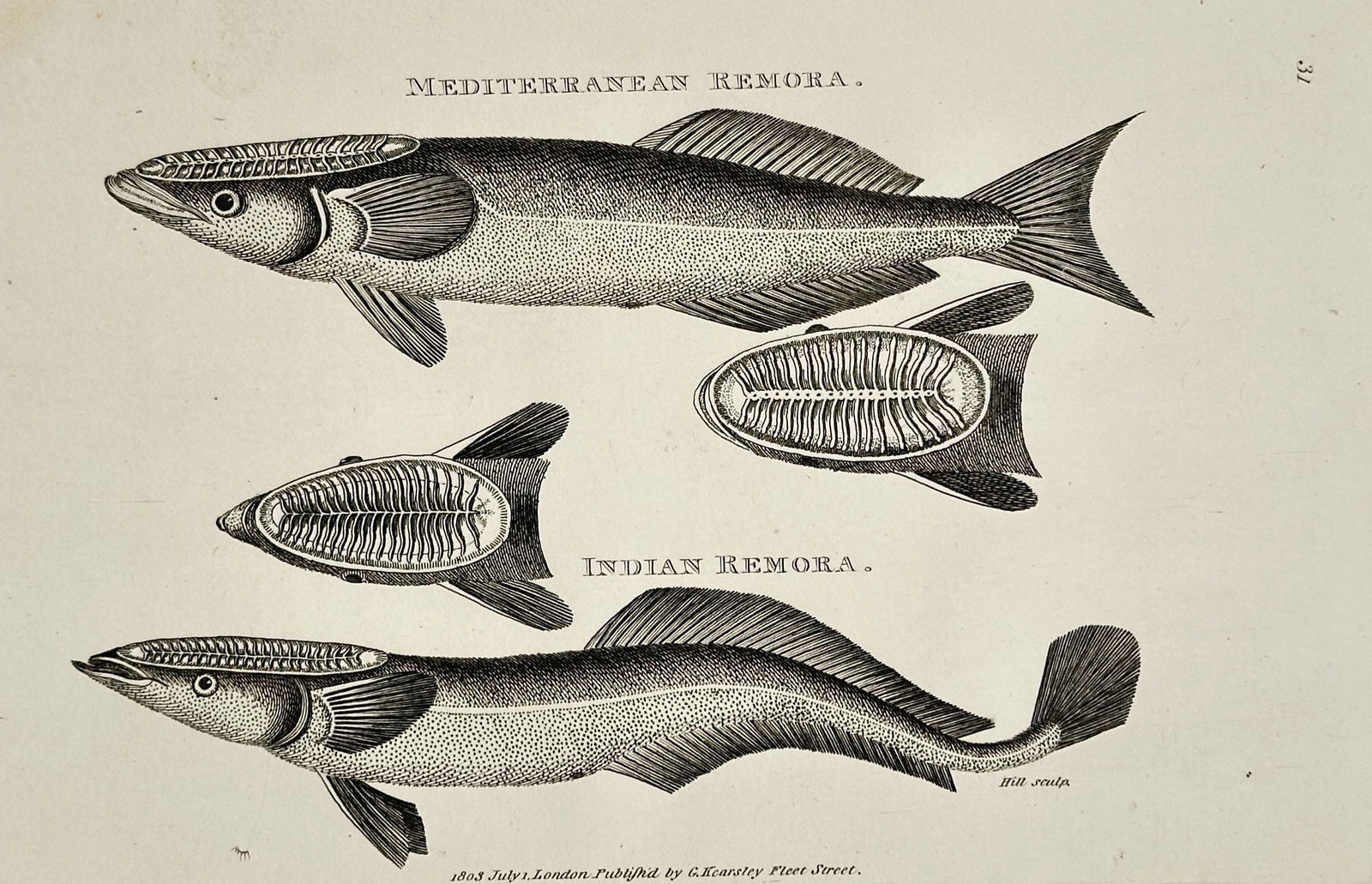 George Shaw (1751–1813) – Indian Remora and Mediterranean Remora – Engraving (1803): This illustration depicts two species of suckerfish, the Indian Remora and the Mediterranean Remora, including detailed views of their specialized dorsal adhesive disks used to attach to larger marine