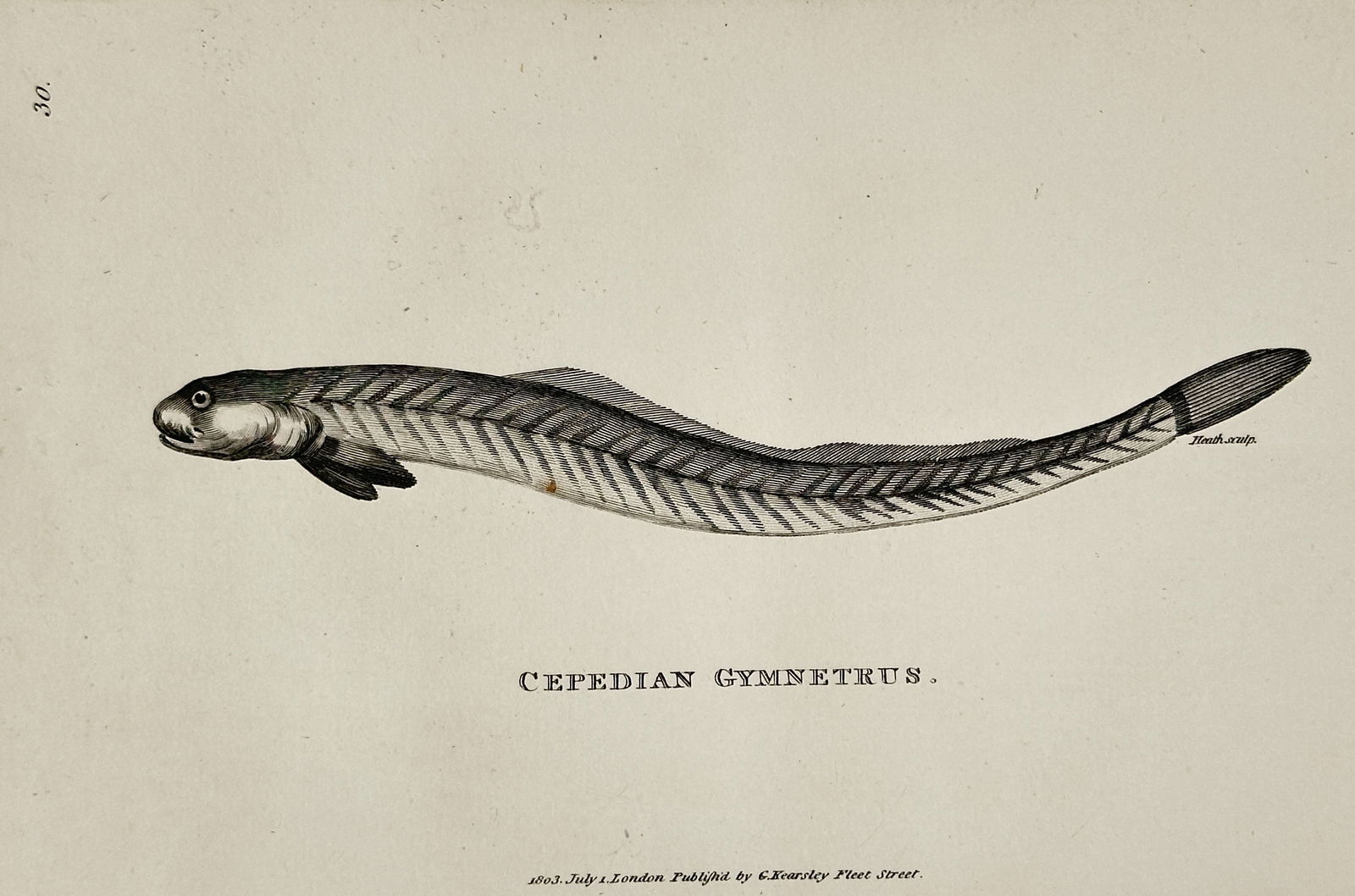 George Shaw (1751–1813) – Cepedian Gymnetrus – Engraving (1803): This illustration depicts a Cepedian Gymnetrus, an elongated marine fish, and was published as part of the natural history series General Zoology, or Systematic Natural History. George Shaw was a prom