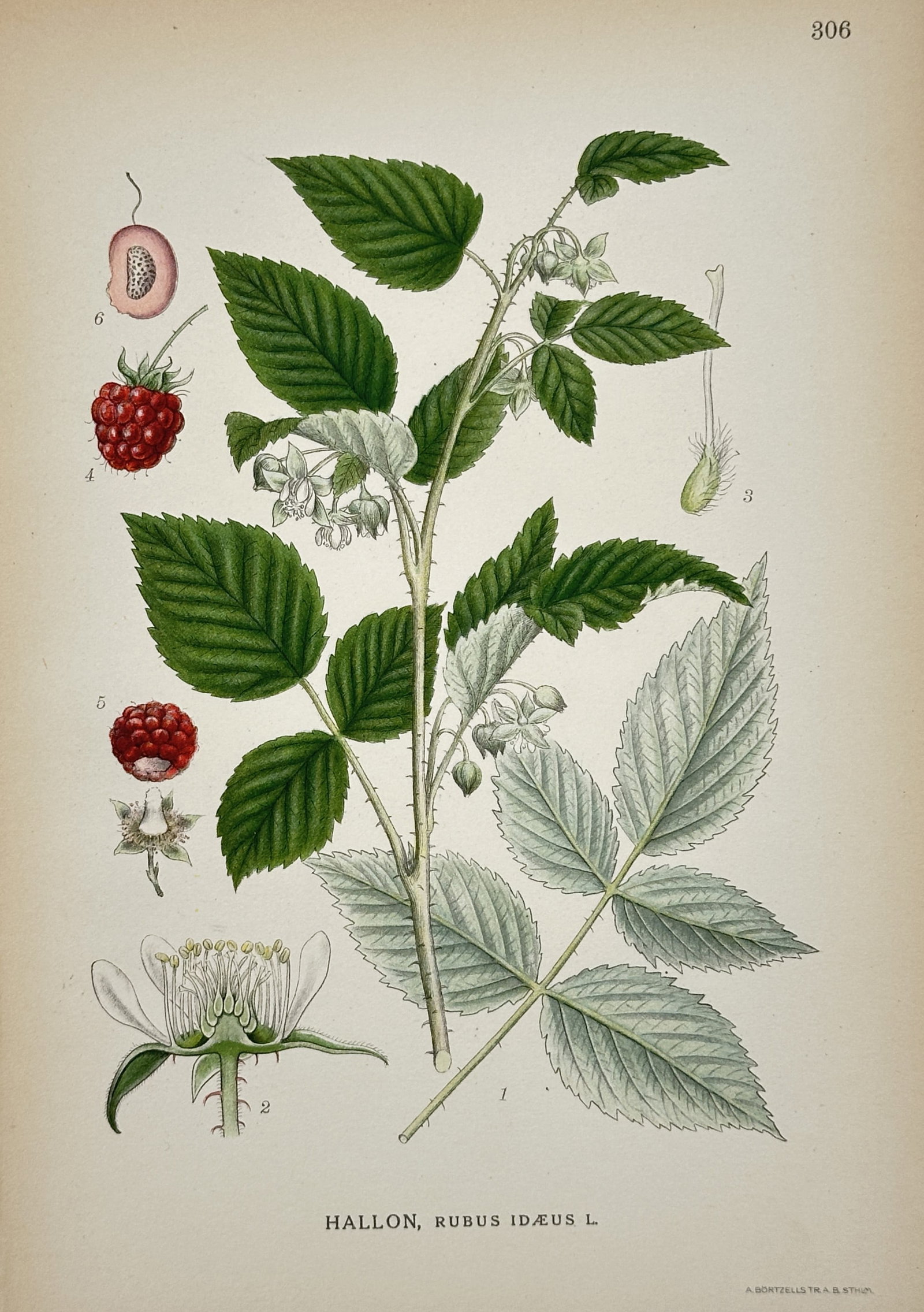 Carl Axel Magnus Lindman (1856–1928) – Raspberry – Hand-colored engraving (20th Century): This illustration features a botanical study of a raspberry plant, displaying the leaves, delicate white flowers, and ripe red fruit in various stages of development. Carl Axel Magnus Lindman was a Sw
