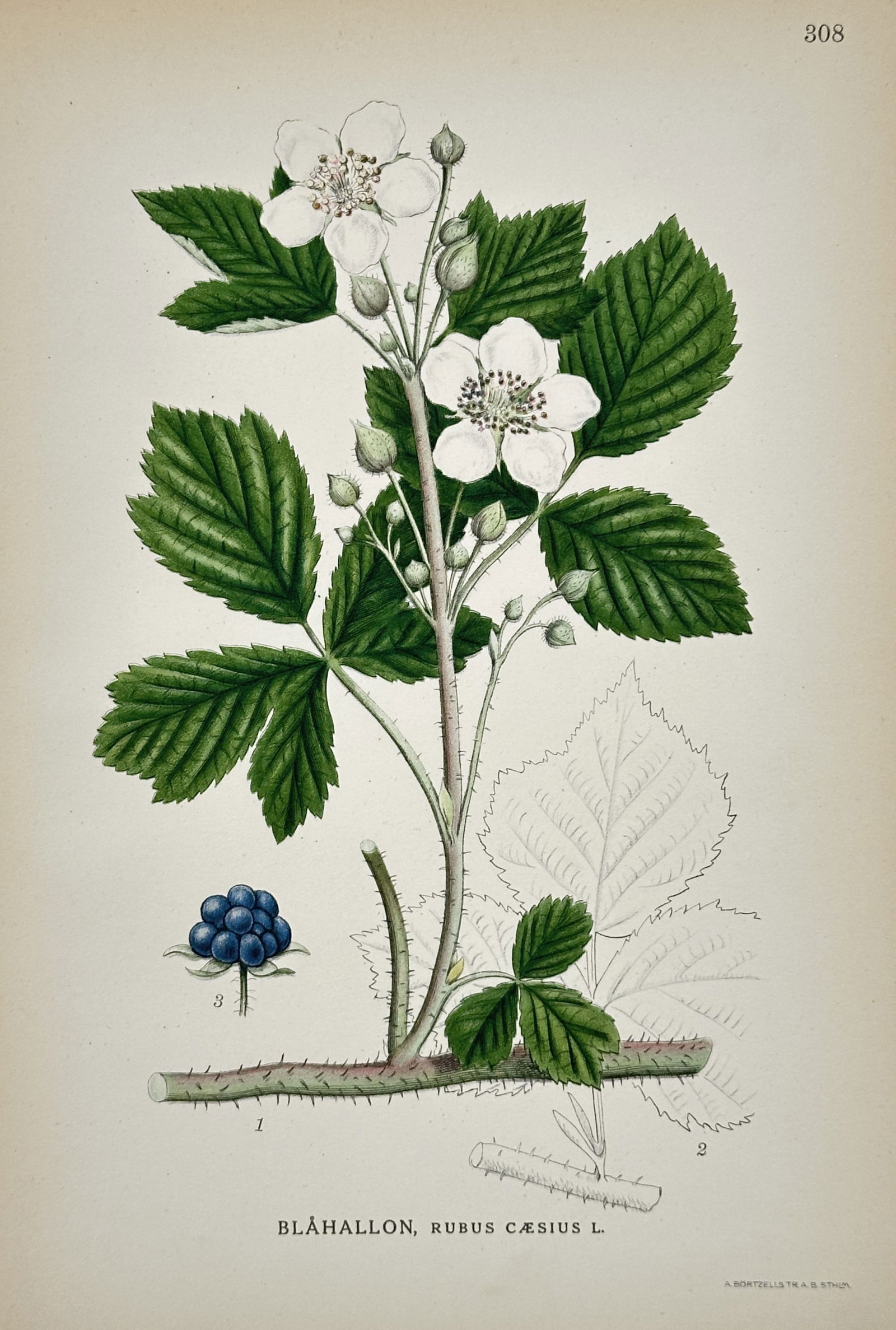 Carl Axel Magnus Lindman (1856–1928) – European Dewberry – Hand-colored engraving (1 of 2)