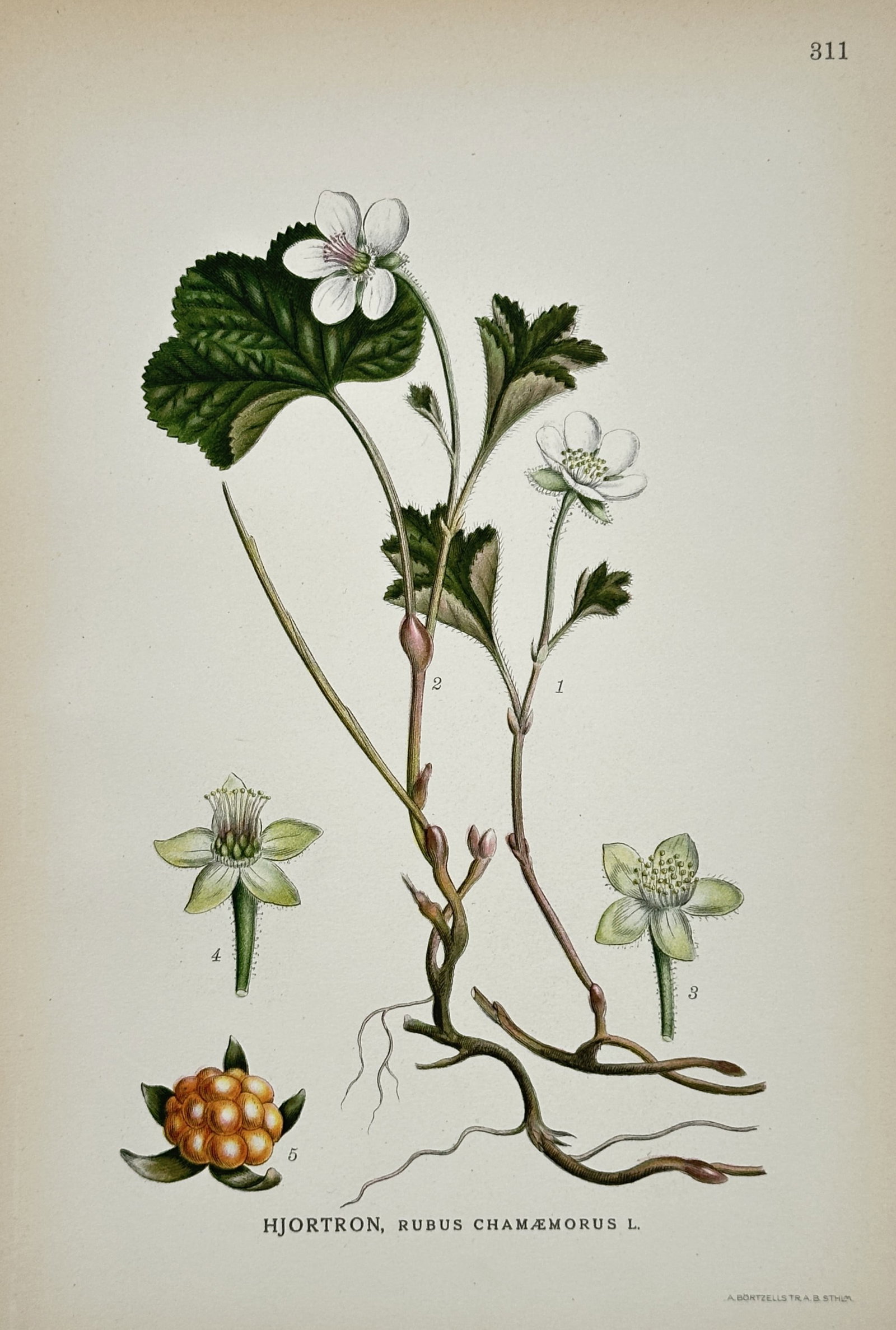 Carl Axel Magnus Lindman (1856–1928) – Cloudberry – Hand-colored engraving (20th Century): This illustration features a botanical study of a cloudberry plant, depicting its creeping stems, distinctively lobed leaves, white blossoms, and a single amber-colored aggregate fruit. Carl Axel Magn