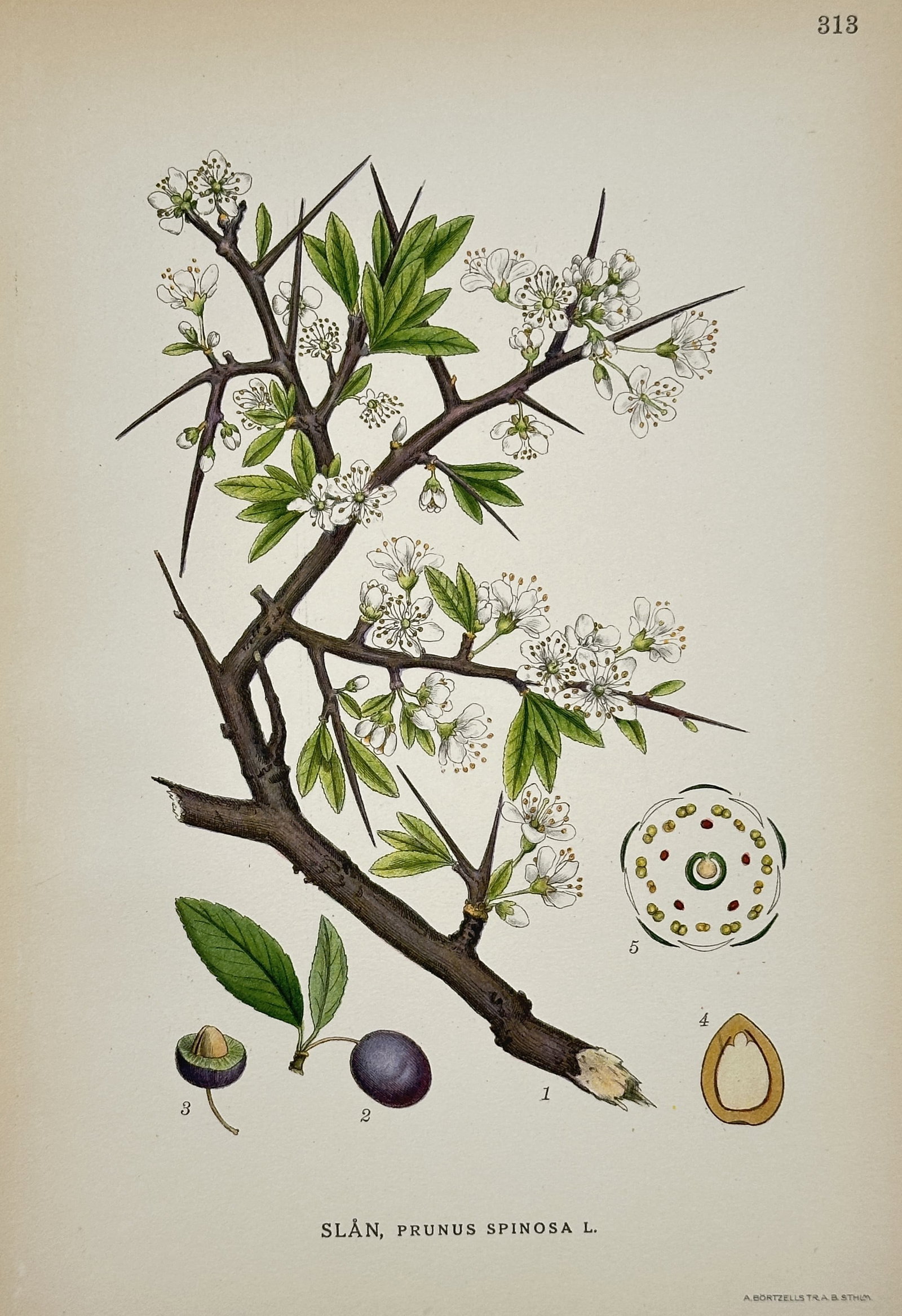 Carl Axel Magnus Lindman (1856–1928) – Blackthorn – Hand-colored engraving (20th Century): This illustration features a botanical study of the blackthorn plant, depicting its thorny branches, clusters of small white flowers, and dark purple fruit known as sloes. Carl Axel Magnus Lindman was