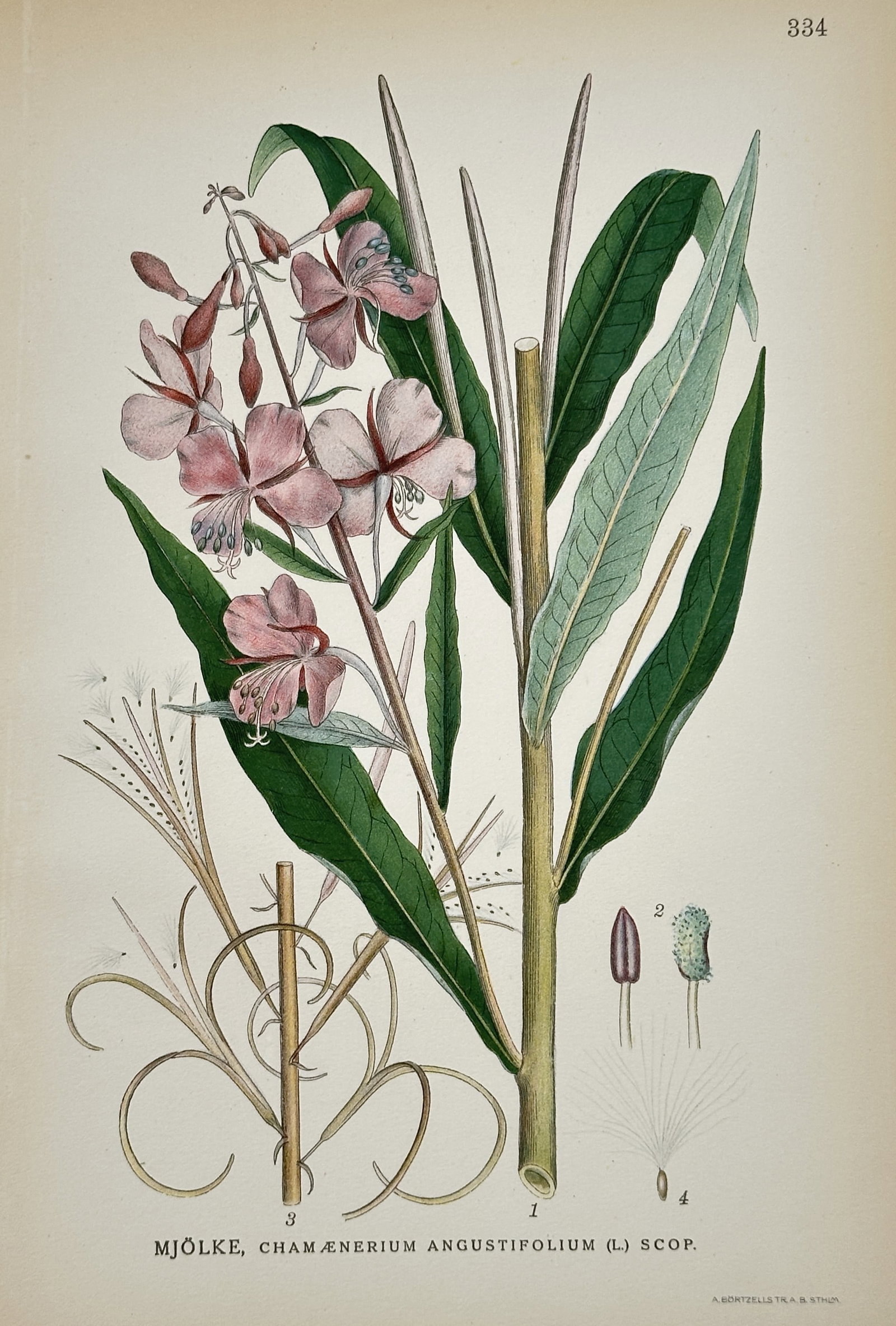 Carl Axel Magnus Lindman (1856–1928) – Fireweed – Hand-colored engraving (20th Century): This illustration features a botanical study of the fireweed plant, depicting its tall stem, lance-shaped leaves, and vibrant pink floral clusters along with detailed views of its seed structures. Car