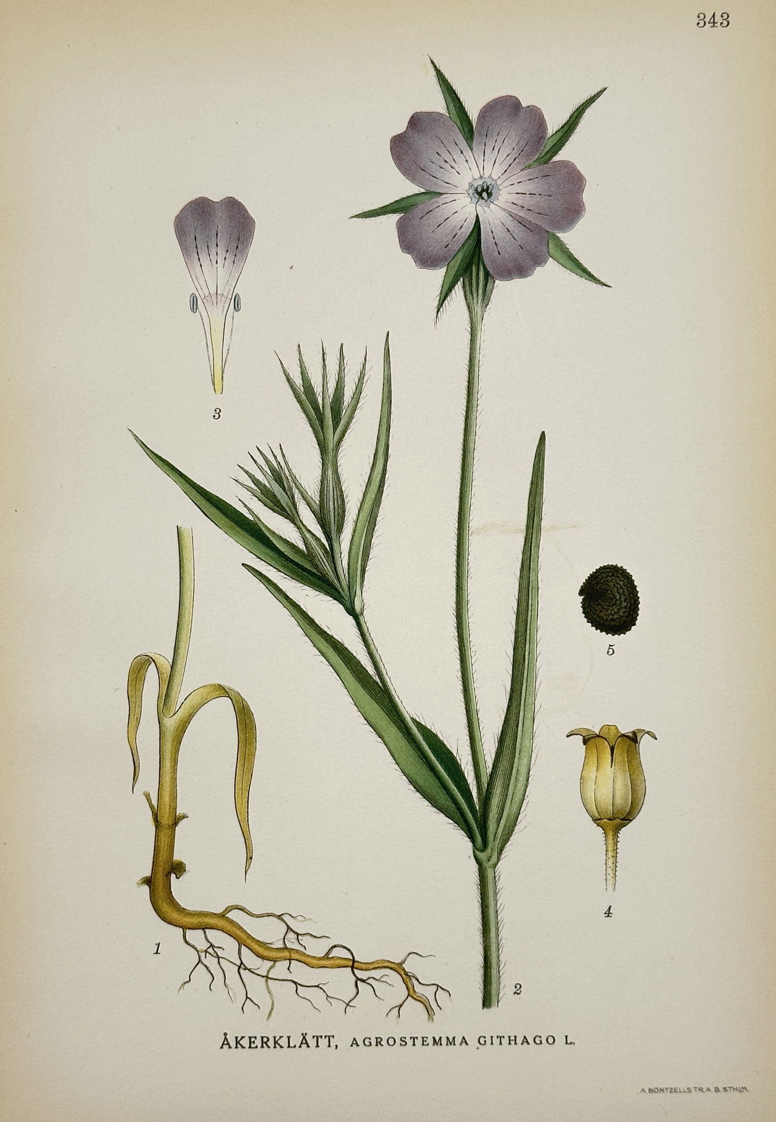 Carl Axel Magnus Lindman (1856–1928) – Corncockle – Hand-colored engraving (20th Century) (1 of 2)