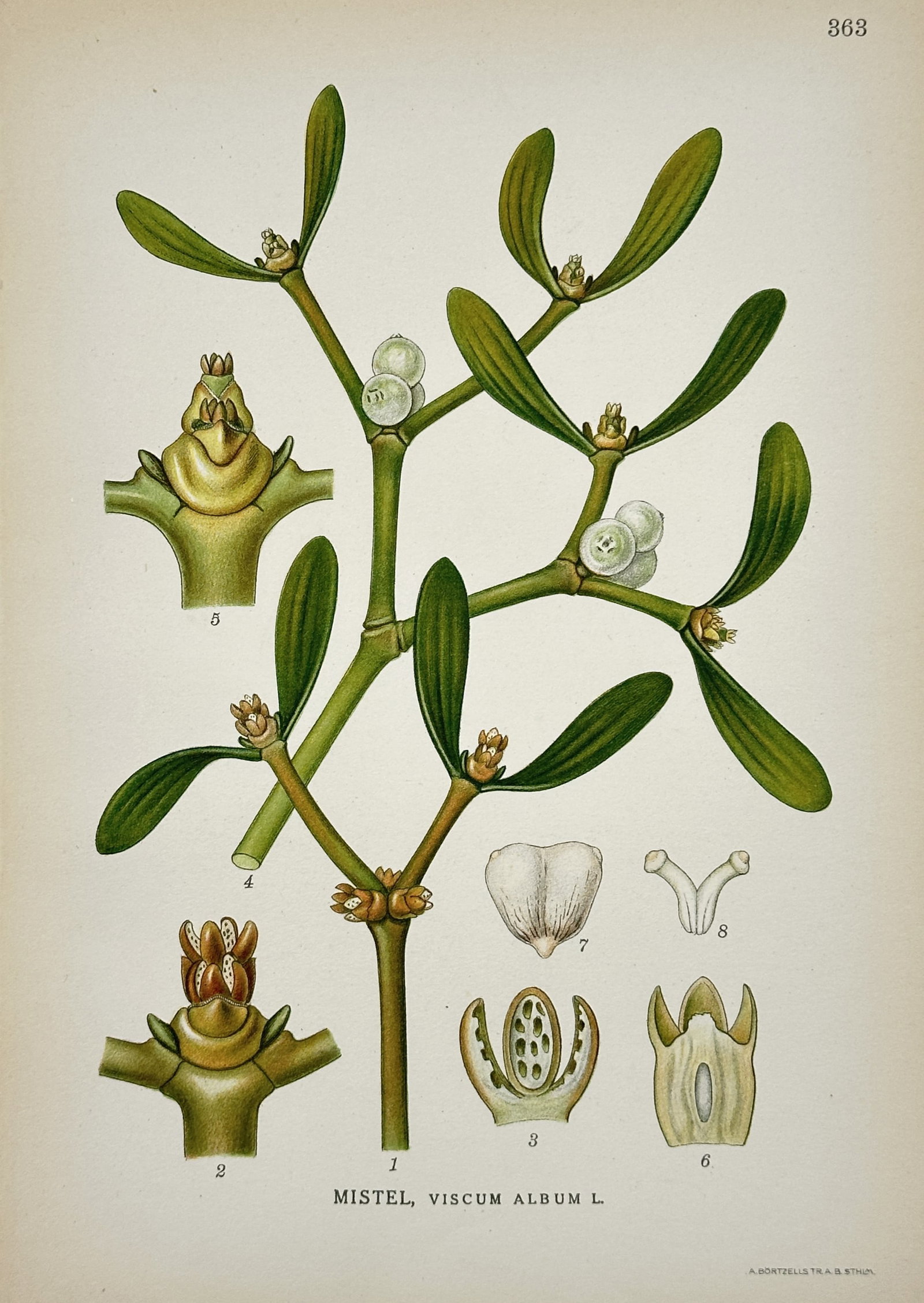 Carl Axel Magnus Lindman (1856–1928) – Mistletoe – Hand-colored engraving (20th Century): This illustration features a botanical study of the mistletoe plant, depicting its distinctive dichotomous branching, leathery green leaves, and clusters of small white berries alongside detailed anat