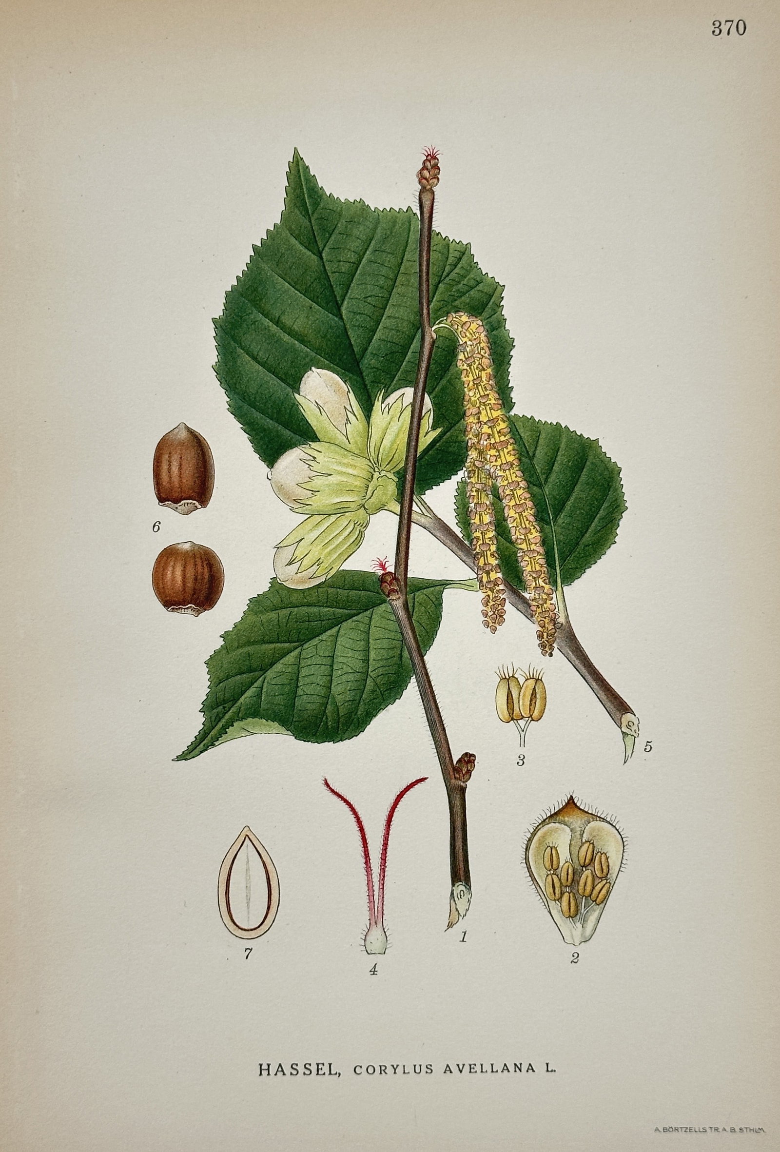 Carl Axel Magnus Lindman (1856–1928) – Common Hazel – Hand-colored engraving: This illustration features a botanical study of the common hazel plant, depicting its broad leaves, elongated yellow catkins, and developing nuts alongside detailed anatomical views of its floral and 