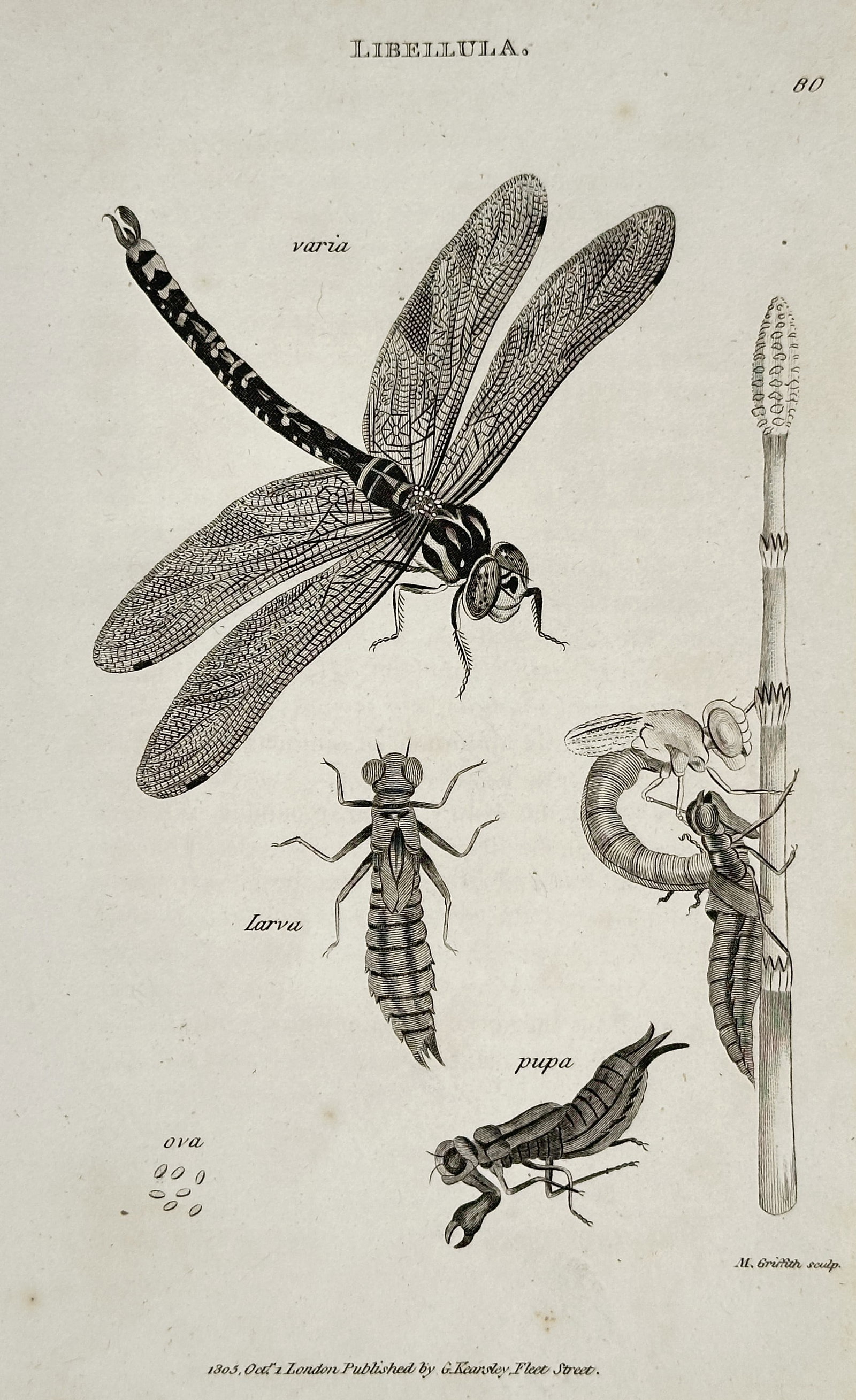 George Shaw (1751–1813) – Libellula – Engraving (1805): This illustration features a scientific study of a dragonfly, identified as Libellula varia, showing the insect in its adult winged form alongside its developmental stages including the ova, larva, an