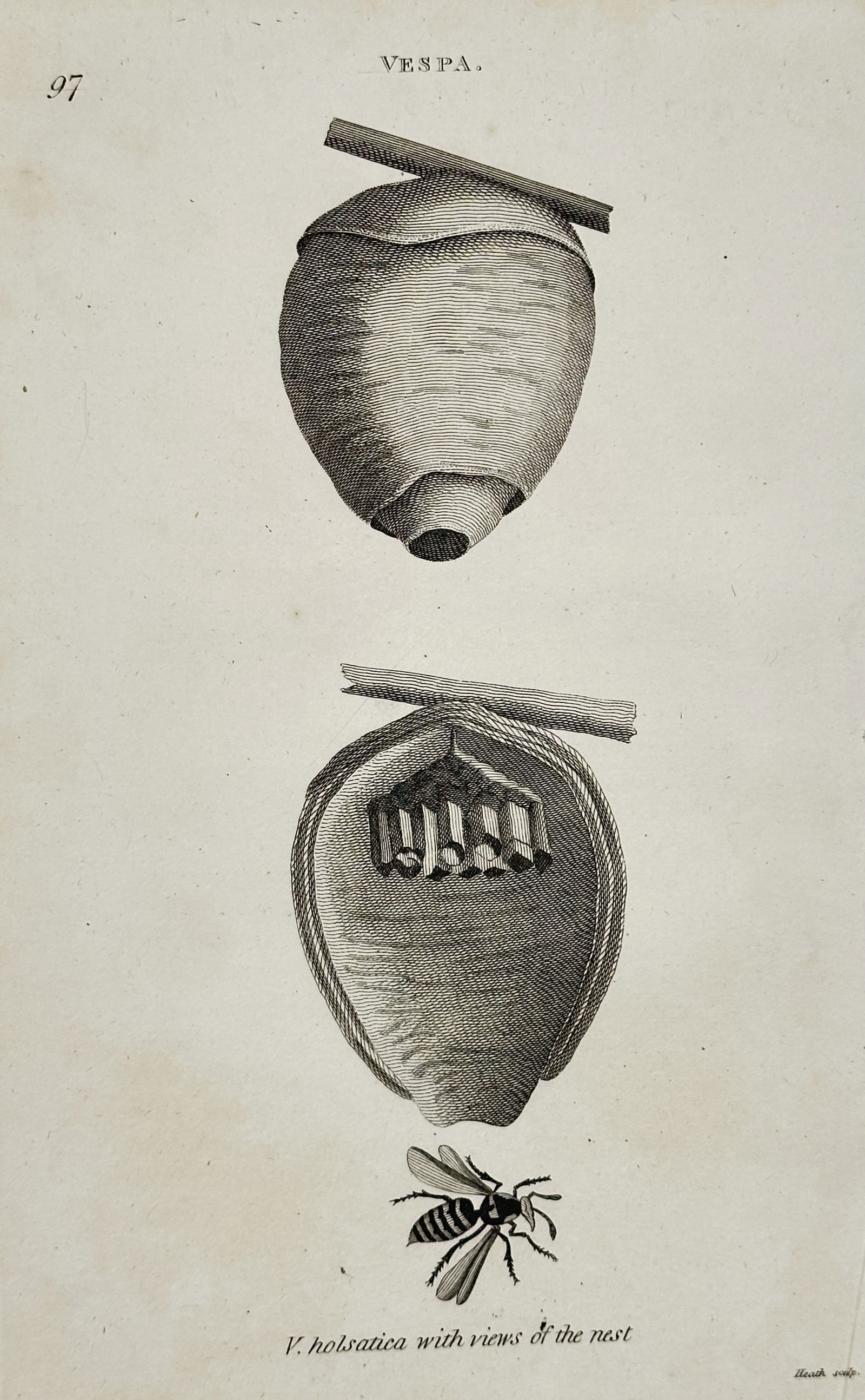 George Shaw (1751–1813) – Vespa holsatica – Engraving (1805): This illustration depicts a scientific study of the wasp species Vespa holsatica, showing an external view of its nest, a cross-section revealing the internal comb structure, and a detailed rendering