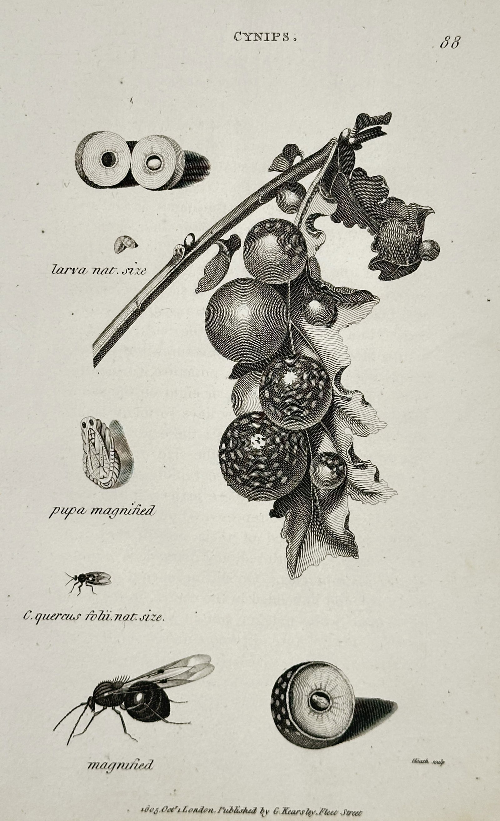 George Shaw (1751–1813) – Cynips – Engraving (1805): This illustration features a scientific study of gall wasps in the genus Cynips, depicting an oak branch heavily laden with spherical galls alongside detailed renderings of the adult insect, larva, an
