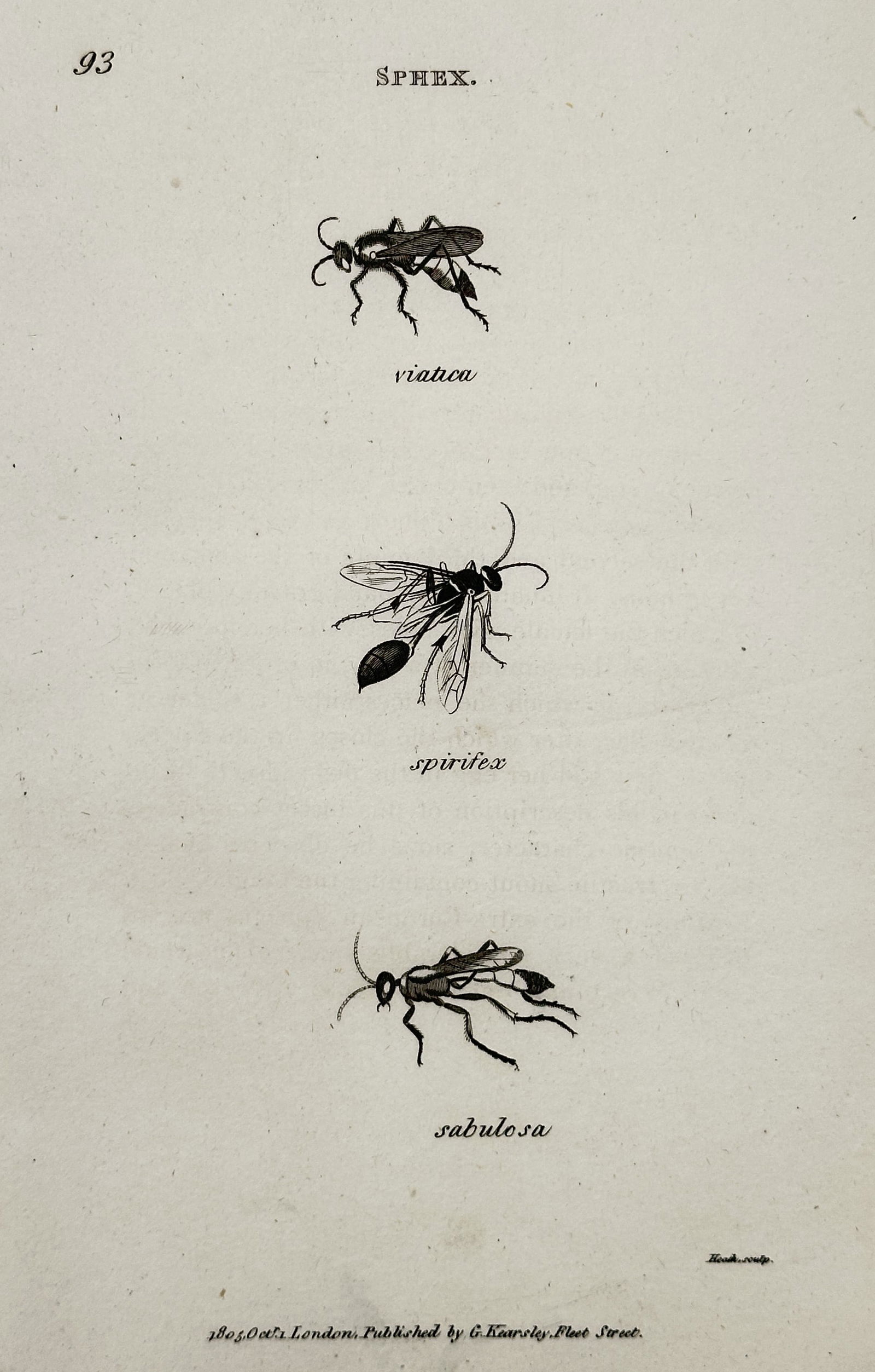George Shaw (1751–1813) – Sphex – Engraving (1805) (1 of 2)