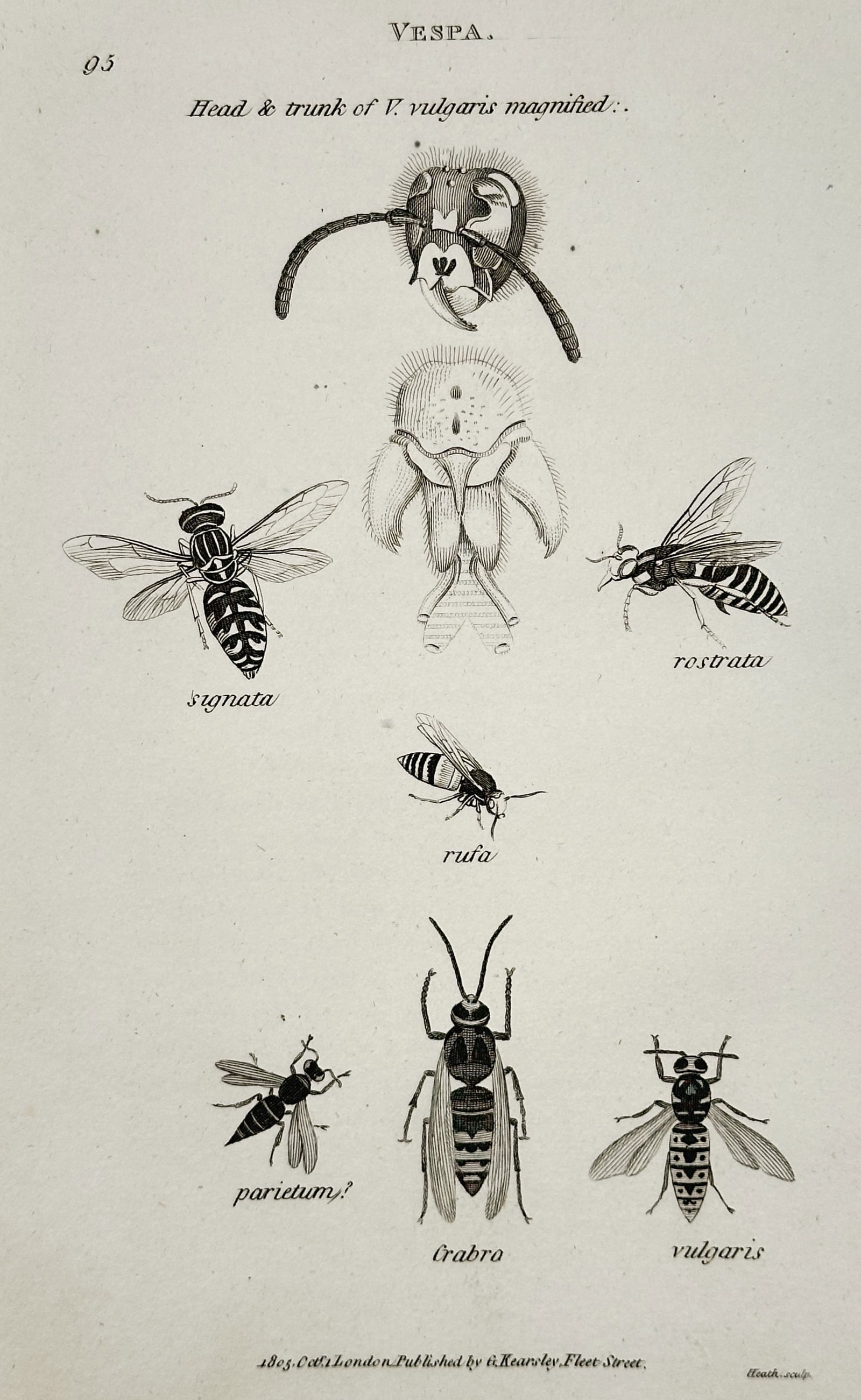 George Shaw (1751–1813) – Vespa – Engraving (1805): This illustration features a scientific study of various wasps in the genus Vespa, depicting species such as rostrata, signata, rufa, vulgaris, crabro, and parietum alongside a magnified view of the h