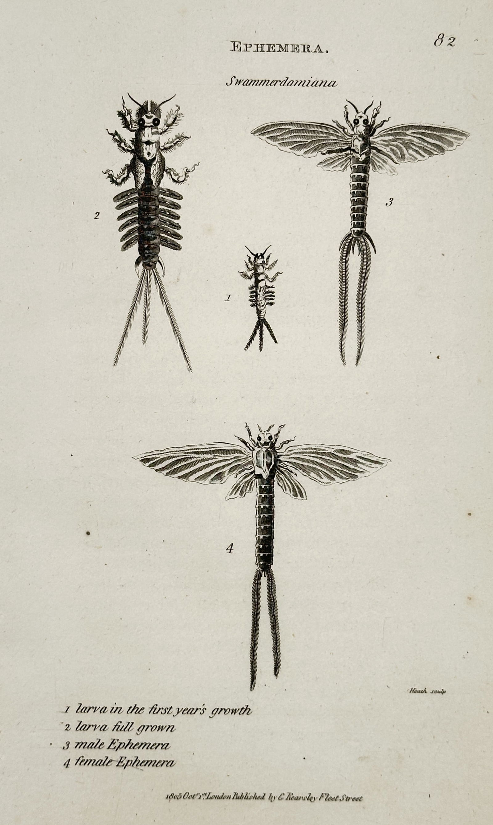 George Shaw (1751–1813) – Ephemera – Engraving (1805): This illustration features a scientific study of mayflies in the genus Ephemera, specifically depicting the species Swammerdamiana. The work details the insect's life cycle, including the larva in its