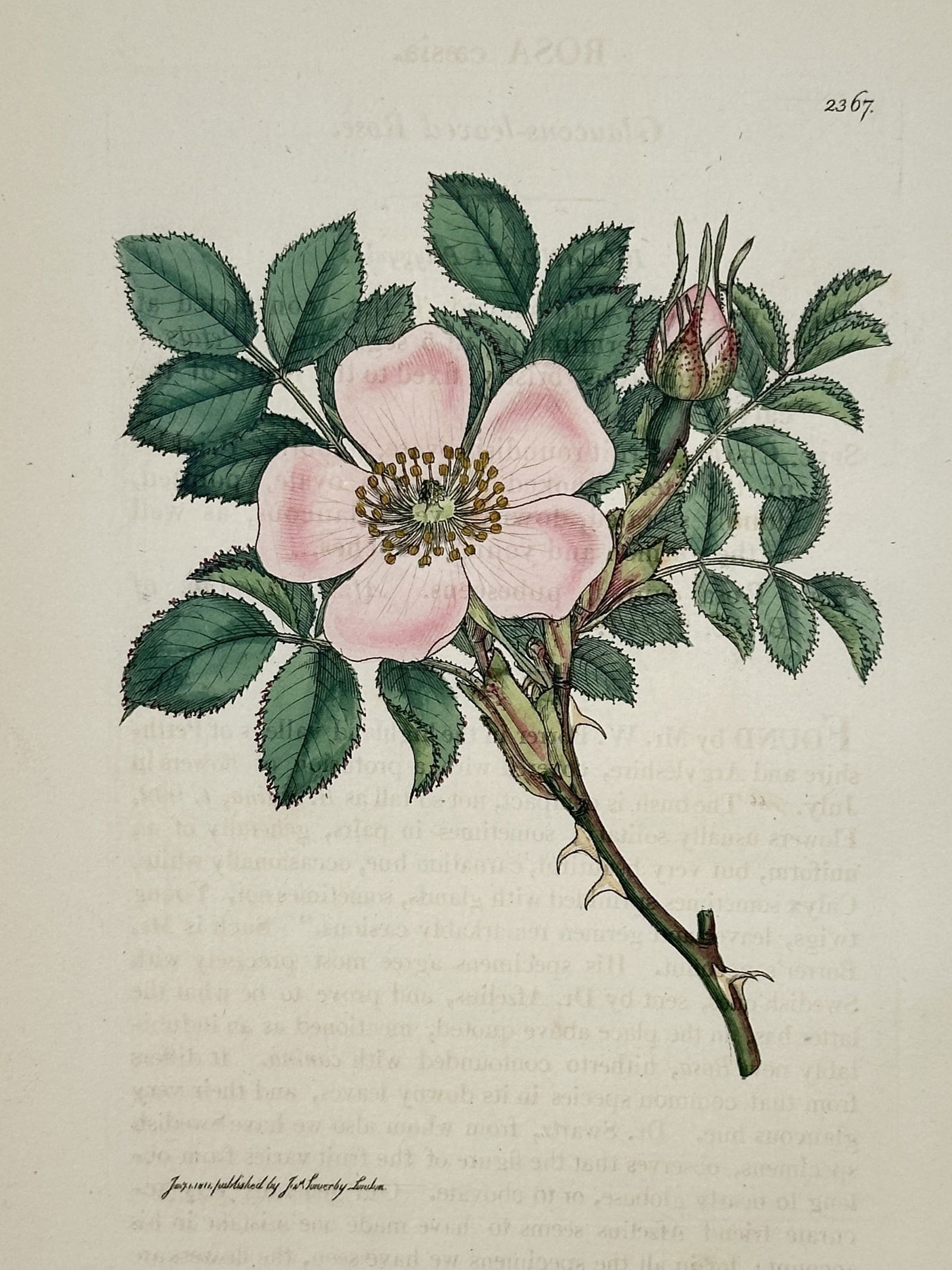 James Sowerby (1757–1822) – Dog Rose – Etching (1805): This botanical print features a detailed scientific study of the dog rose plant, showing a single pink flower in full bloom alongside a developing bud and thorny green foliage. The work provides a pre