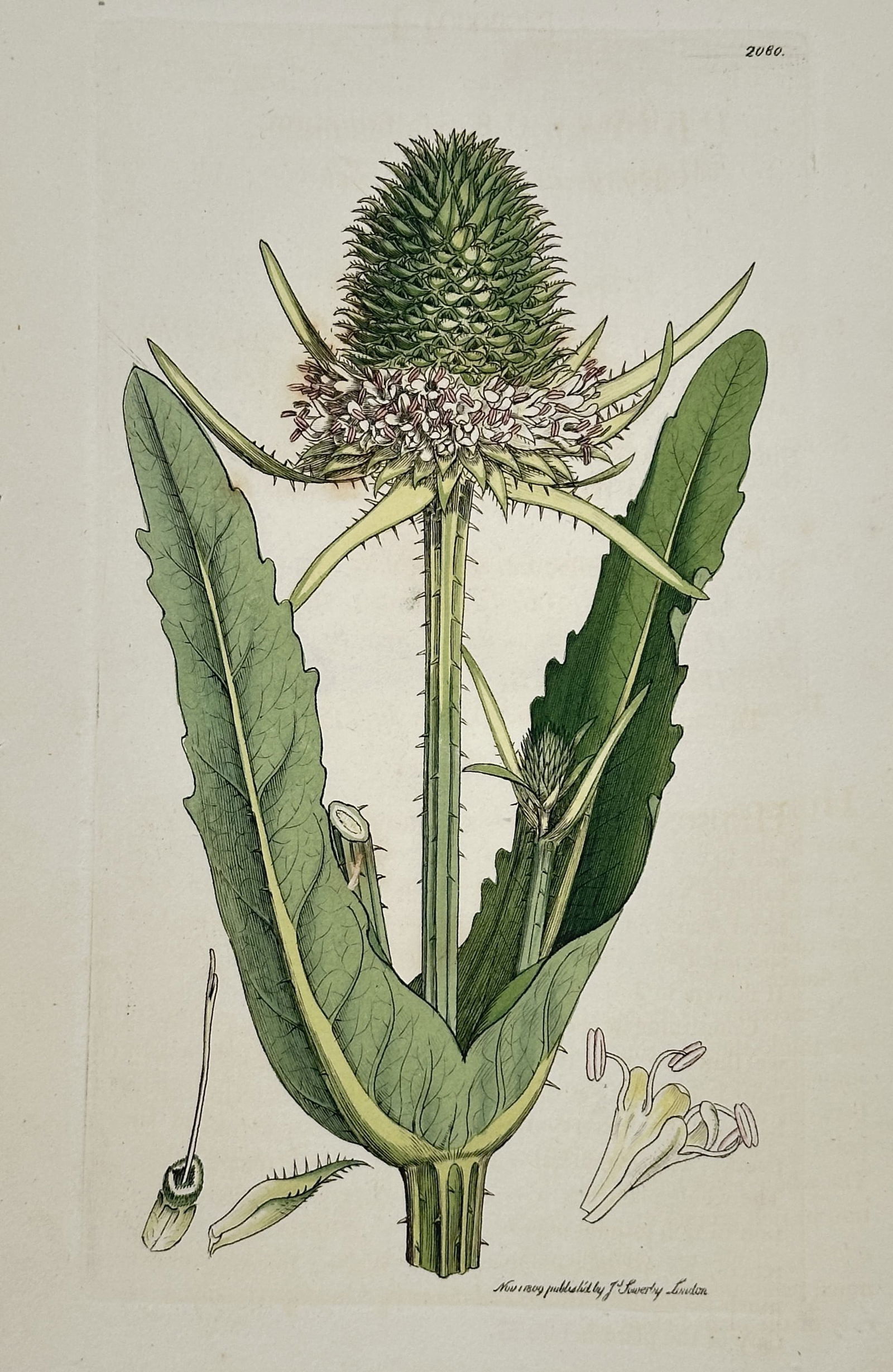 James Sowerby (1757–1822) – Small Teasel – Etching (1805): This botanical print features a detailed scientific study of the small teasel plant, showing its distinctive spiny flower head surrounded by small, pale purple blossoms and large, serrated green leave