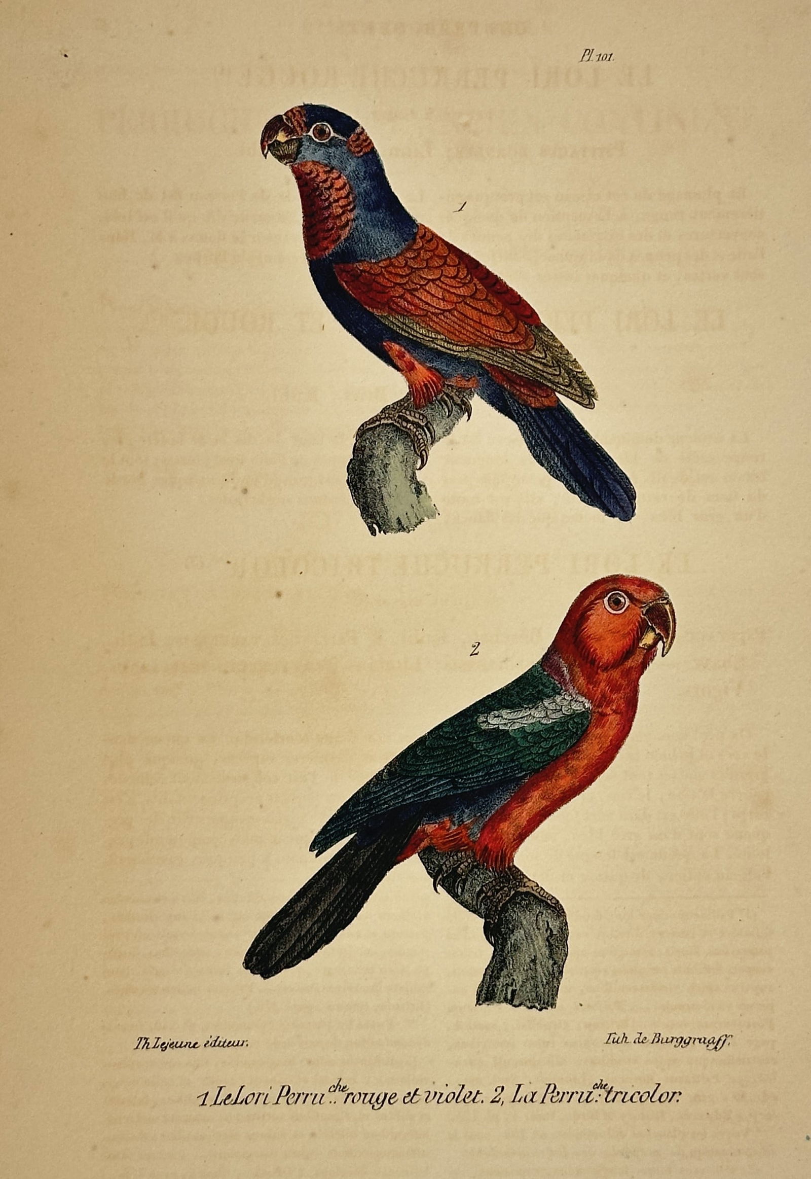 Georges-Louis Leclerc, Comte de Buffon – Two Parrot Species – Lithograph (19th Century): This lithograph features two colorful parrot species, identified as the red and violet lory and the tricolor parakeet, depicted perched on branches. The illustration was published as part of a natural