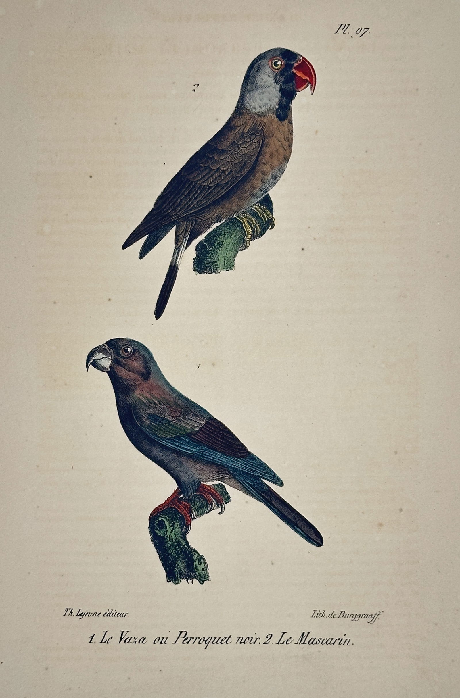Georges-Louis Leclerc, Comte de Buffon – Two Parrots – Lithograph (19th Century): This lithograph features two colorful parrot species, the Greater Vasa parrot and the Mascarene parrot, depicted perched on moss-covered branches. The illustration was published as part of a natural h