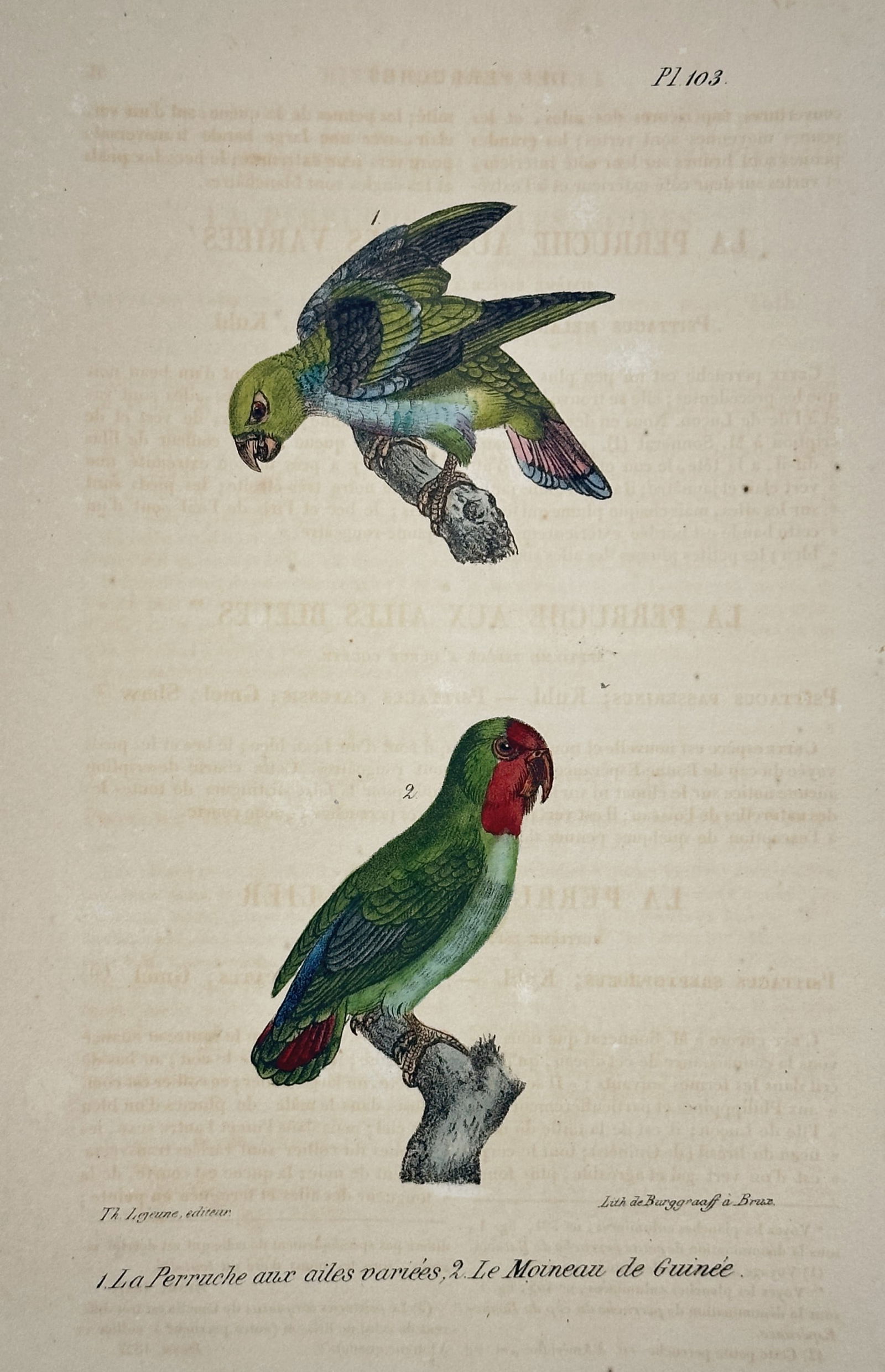Georges-Louis Leclerc, Comte de Buffon – Two African Bird Species – Lithograph (19th Century): This lithograph features two distinct bird species, including a green-feathered parakeet and a red-faced lovebird, depicted perched on branches. The illustration was published as part of a natural his