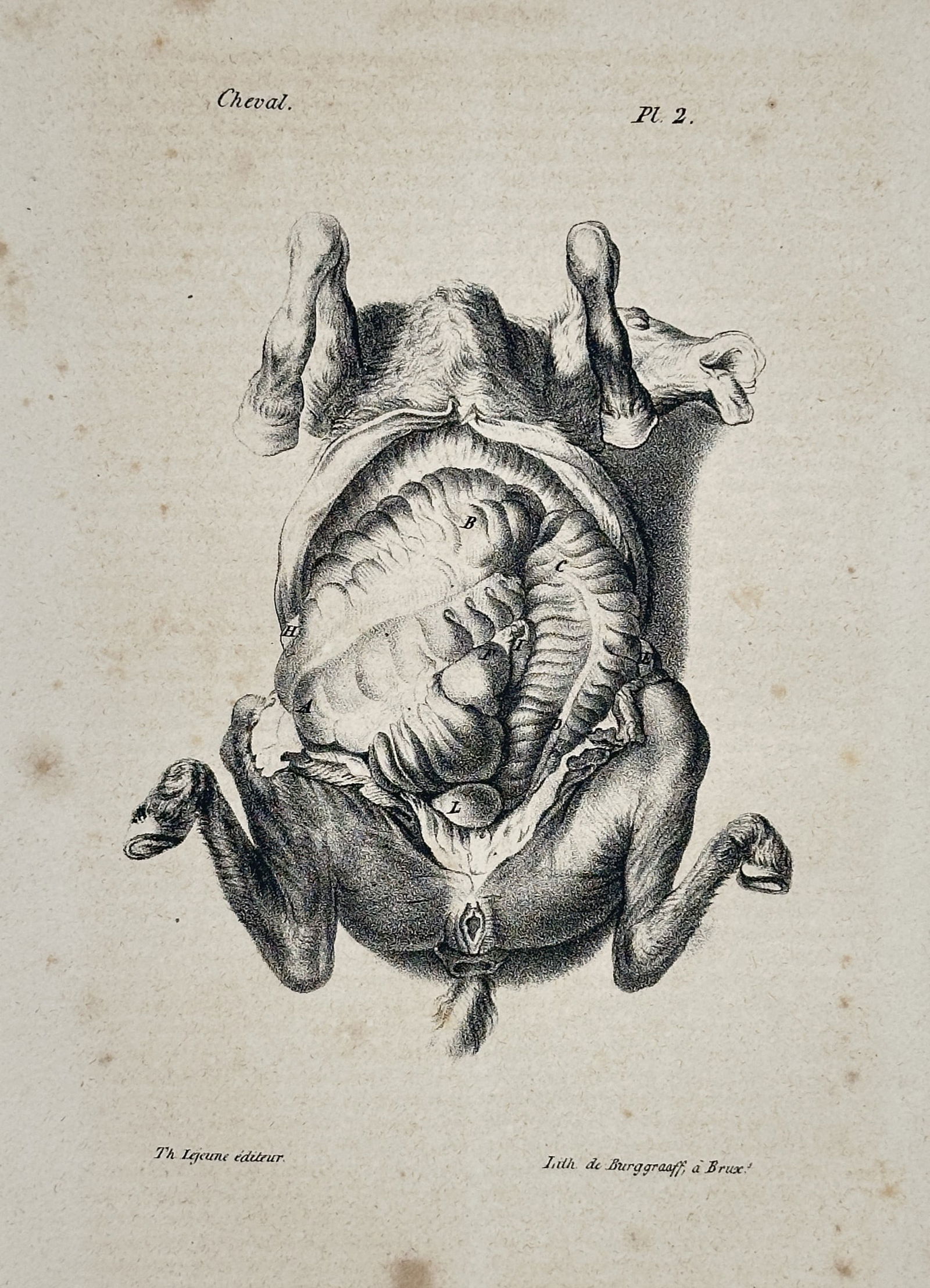 Georges-Louis Leclerc, Comte de Buffon (1707–1788) – Anatomical Study of a Horse: This print presents an anatomical study of a horse, specifically focusing on the internal organs and abdominal structure. The detailed illustration serves as a scientific record, intended for a veteri