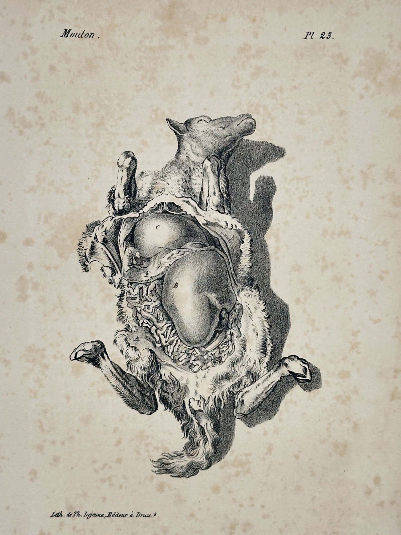 Georges-Louis Leclerc, Comte de Buffon (1707–1788) – Anatomical Study of a Sheep: This print presents an anatomical study of a sheep, specifically focusing on the complex internal digestive system and abdominal organs. The detailed illustration serves as a scientific record, likely