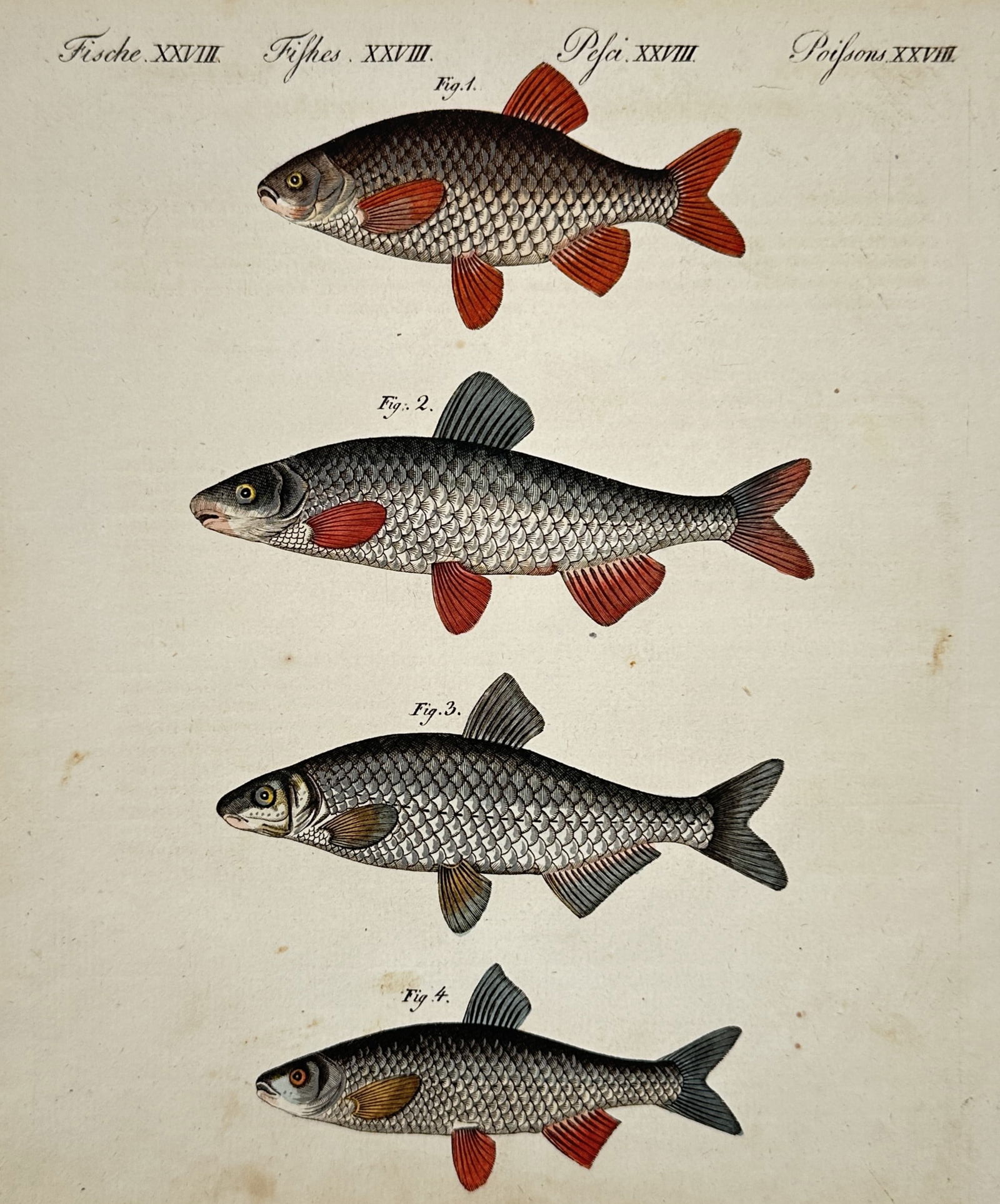 Friedrich Justin Bertuch (1747–1822) – Four Freshwater Fish – Hand-colored engraving (1800): This illustration depicts four distinct species of freshwater fish, likely members of the cyprinid family such as rudd or roach, shown in a vertical arrangement to highlight variations in scale patter